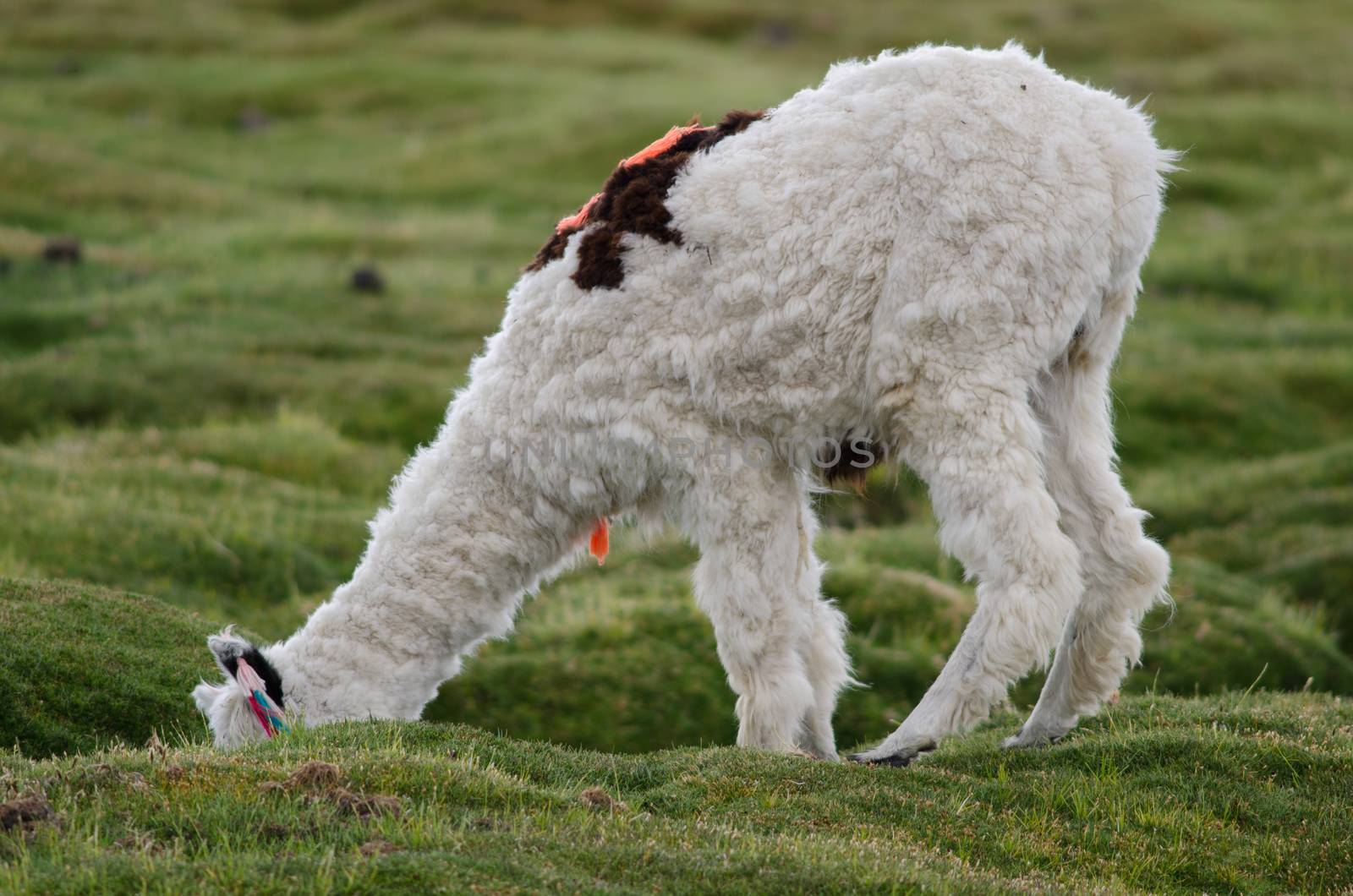 Alpaca Vicugna pacos grazing in a meadow. Parinacota. Lauca National Park. Arica y Parinacota Region. Chile.