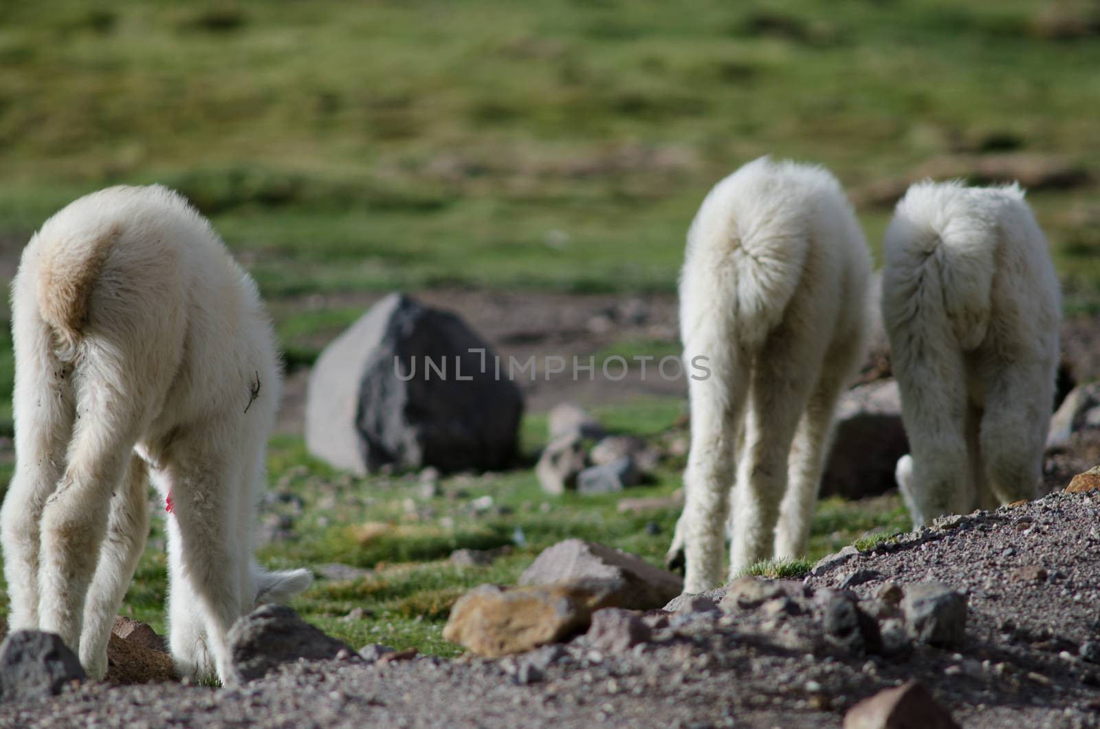 Back view of young alpacas Vicugna pacos grazing. by VictorSuarez