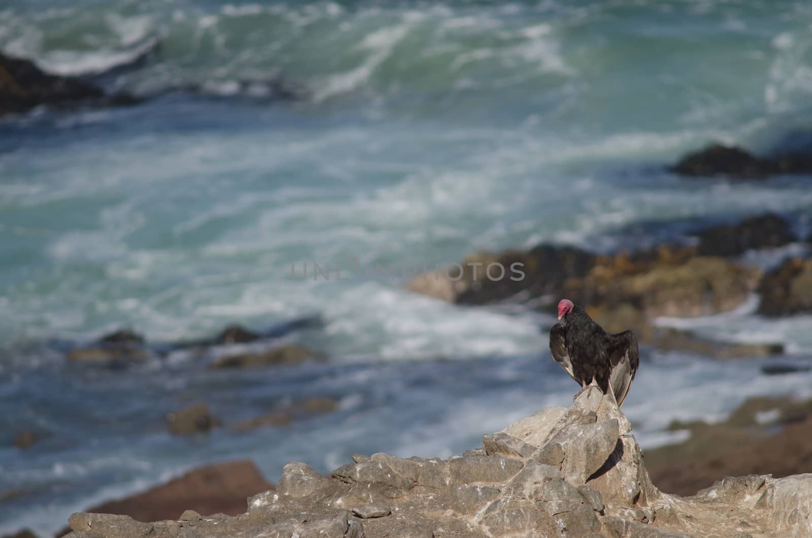 Turkey vulture Cathartes aura sunbathing on a rock. by VictorSuarez