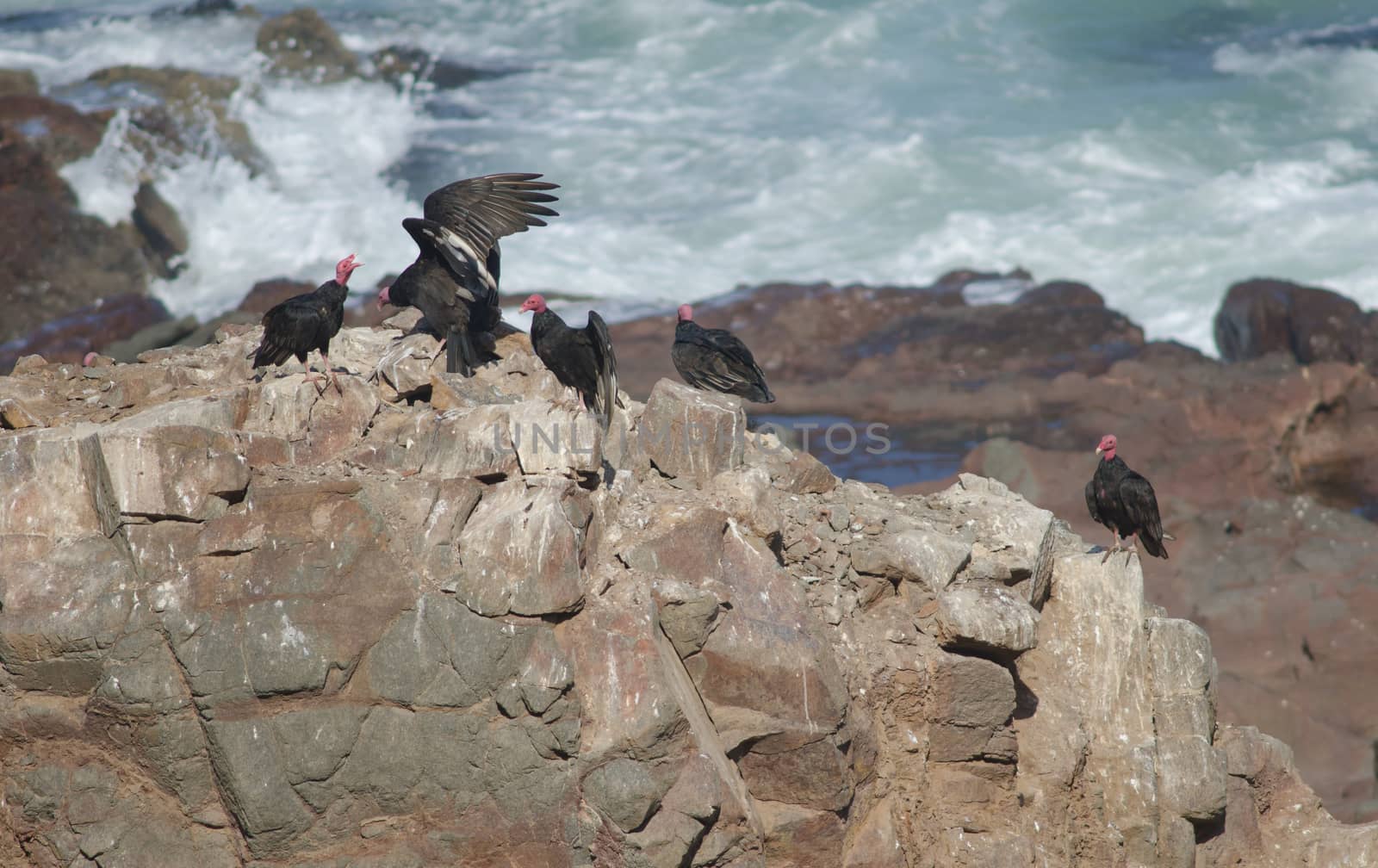Turkey vultures Cathartes aura on a cliff. Las Cuevas. Arica. Arica y Parinacota Region. Chile.