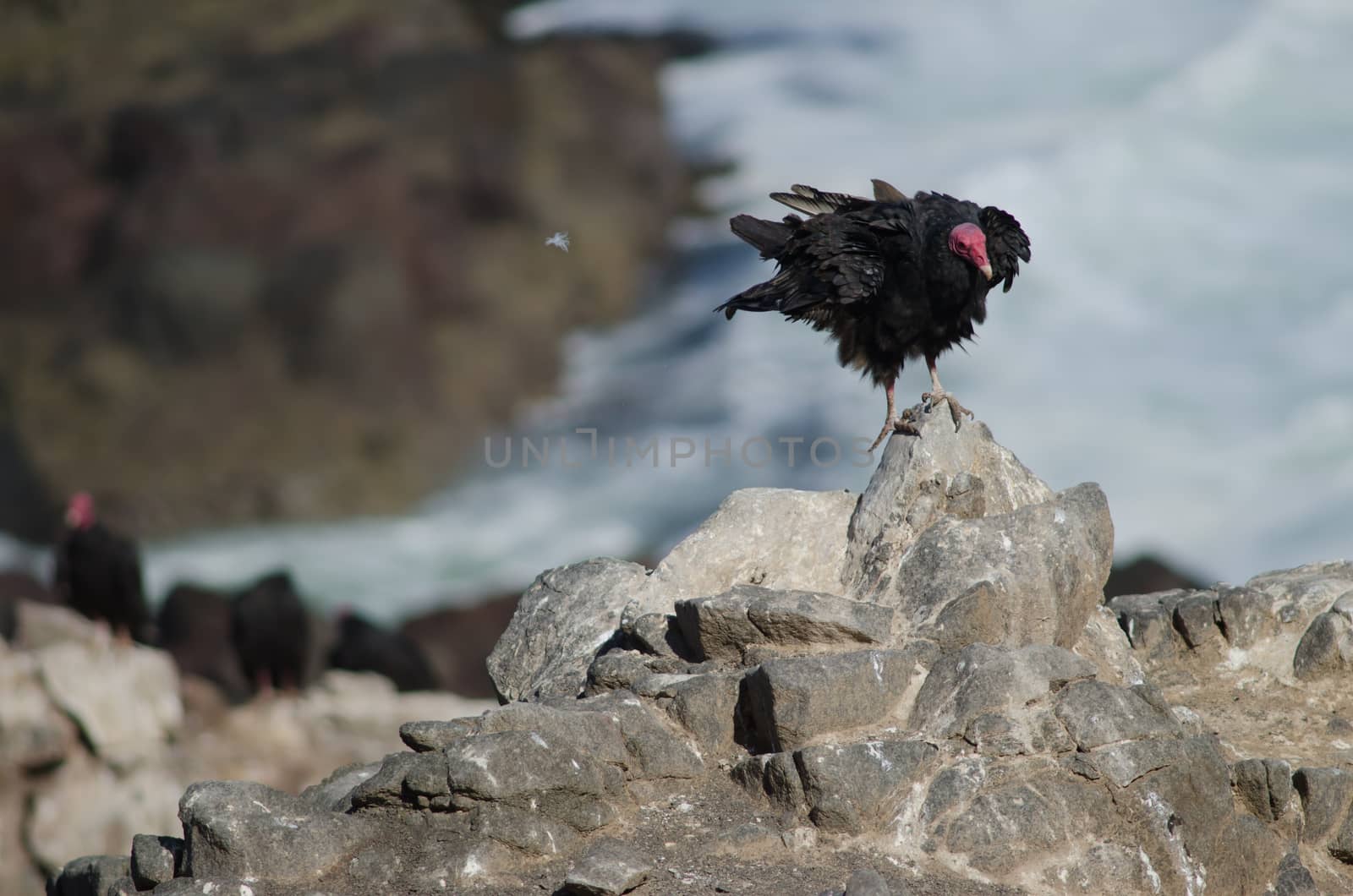 Turkey vulture Cathartes aura shaking its plumage. by VictorSuarez