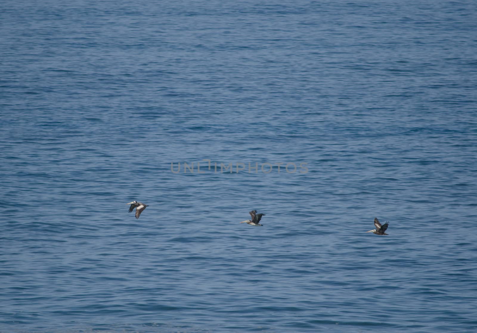 Peruvian pelicans Pelecanus thagus in flight over the sea. by VictorSuarez