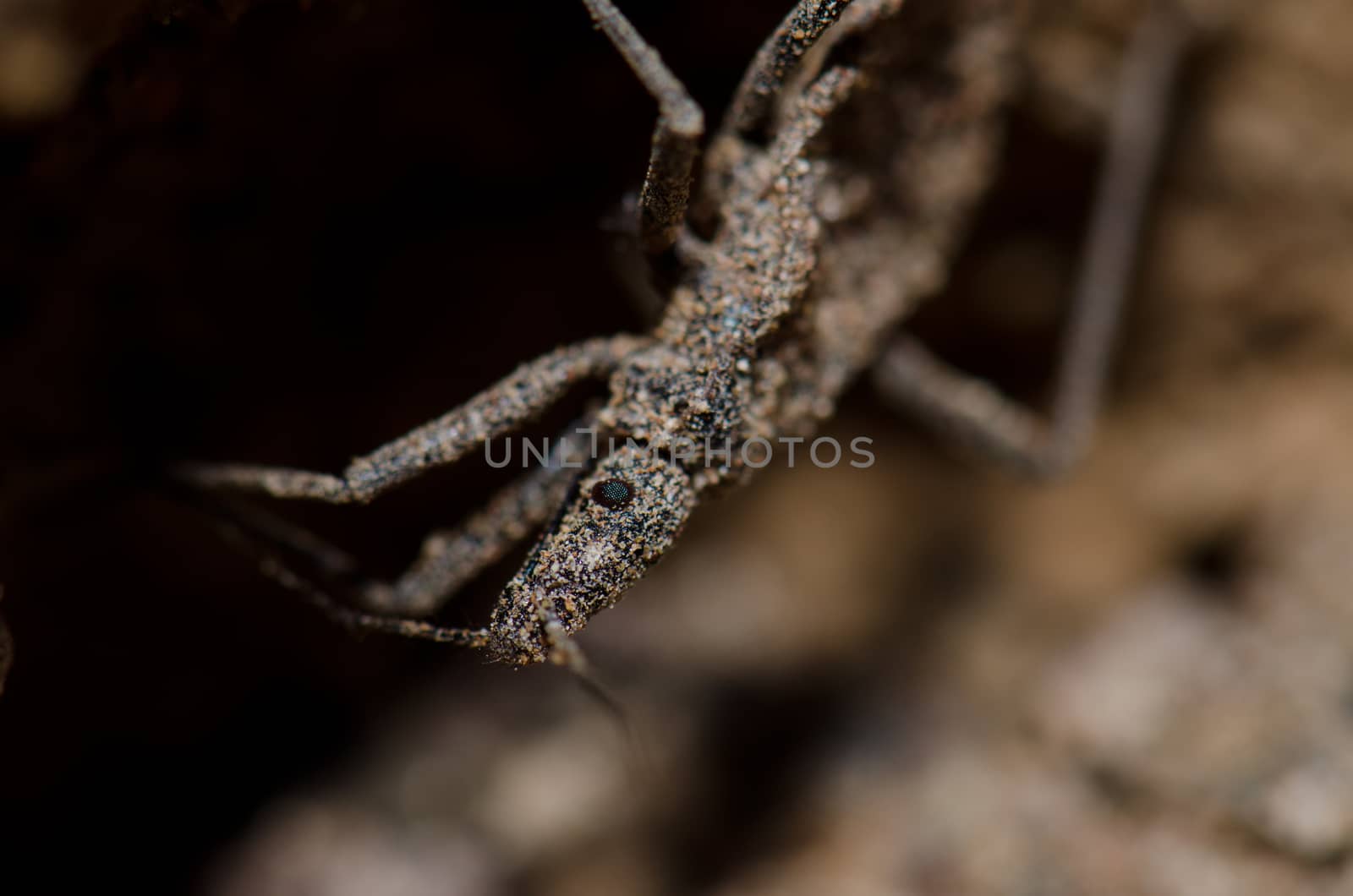 True bug in Las Cuevas of Arica. Arica y Parinacota Region. Chile.