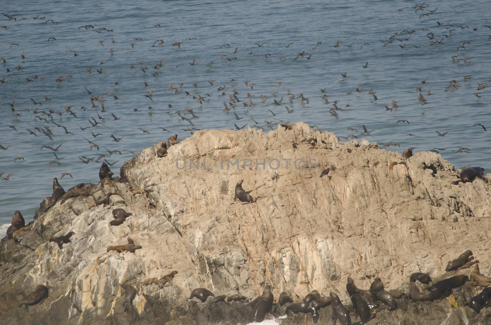 South American sea lions Otaria flavescens and guanay cormorants Leucocarbo bougainvillii in the background. by VictorSuarez