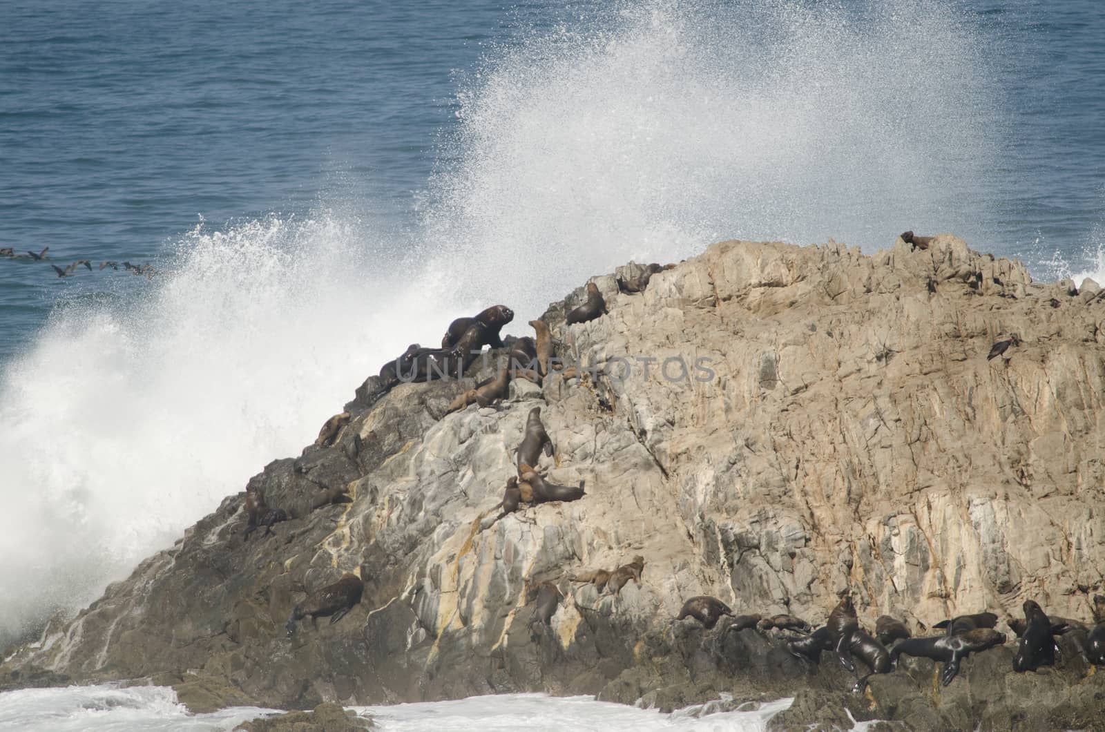 Rocky cliff with South American sea lions Otaria flavescens and wave breaking. Las Cuevas. Arica. Arica y Parinacota Region. Chile.