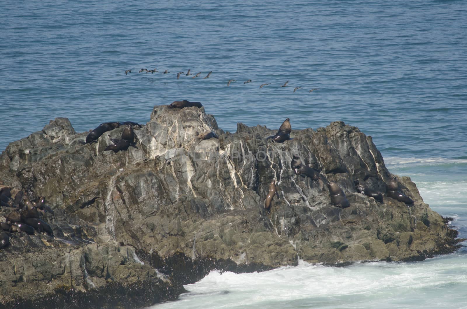 Rocky cliff with South American sea lions. by VictorSuarez