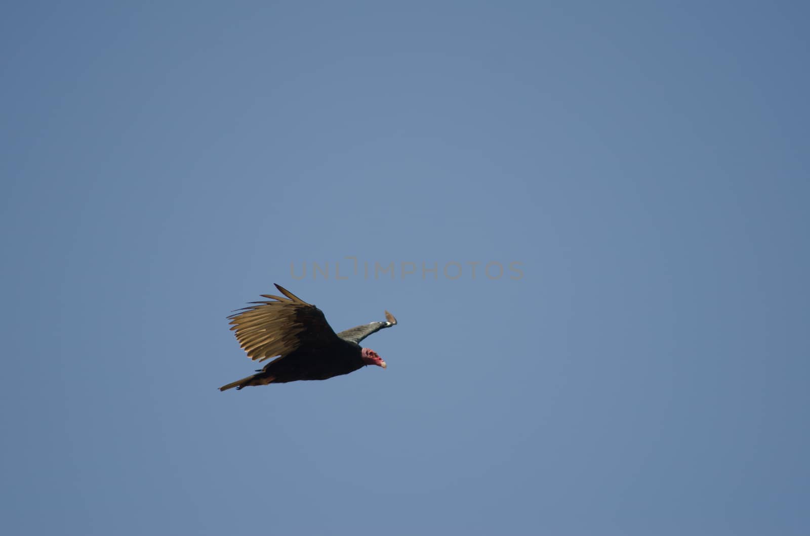 Turkey vulture Cathartes aura in flight. Las Cuevas. Arica. Arica y Parinacota Region. Chile.