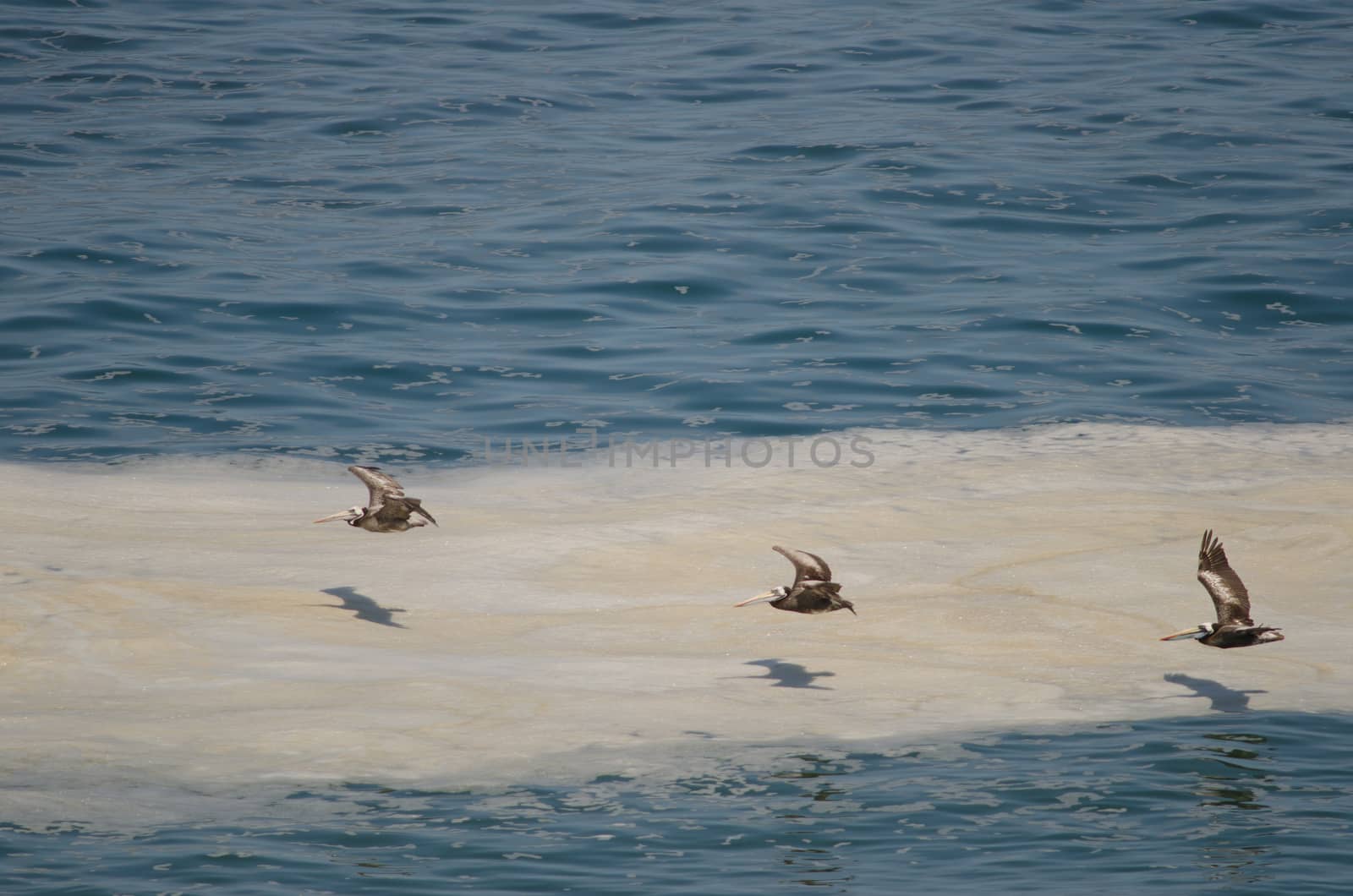 Peruvian pelicans in flight over the Pacific Ocean. by VictorSuarez