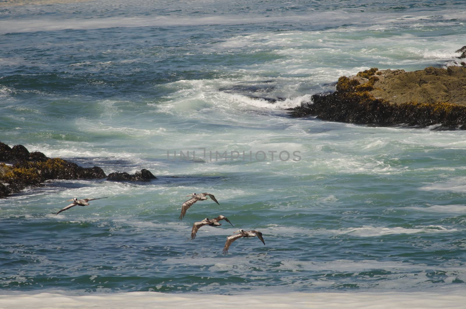 Peruvian pelicans Pelecanus thagus in flight. Las Cuevas. Arica. Arica y Parinacota Region. Chile.