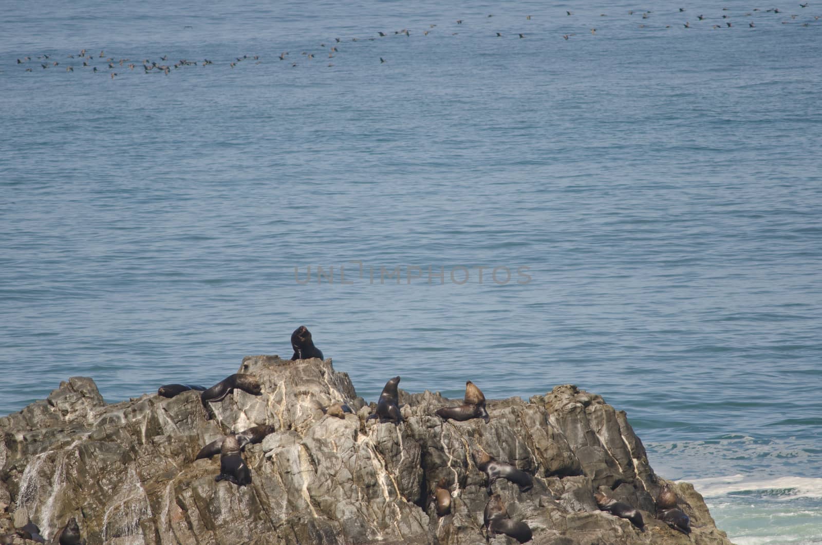 South American sea lions and guanay cormorants in the background. by VictorSuarez