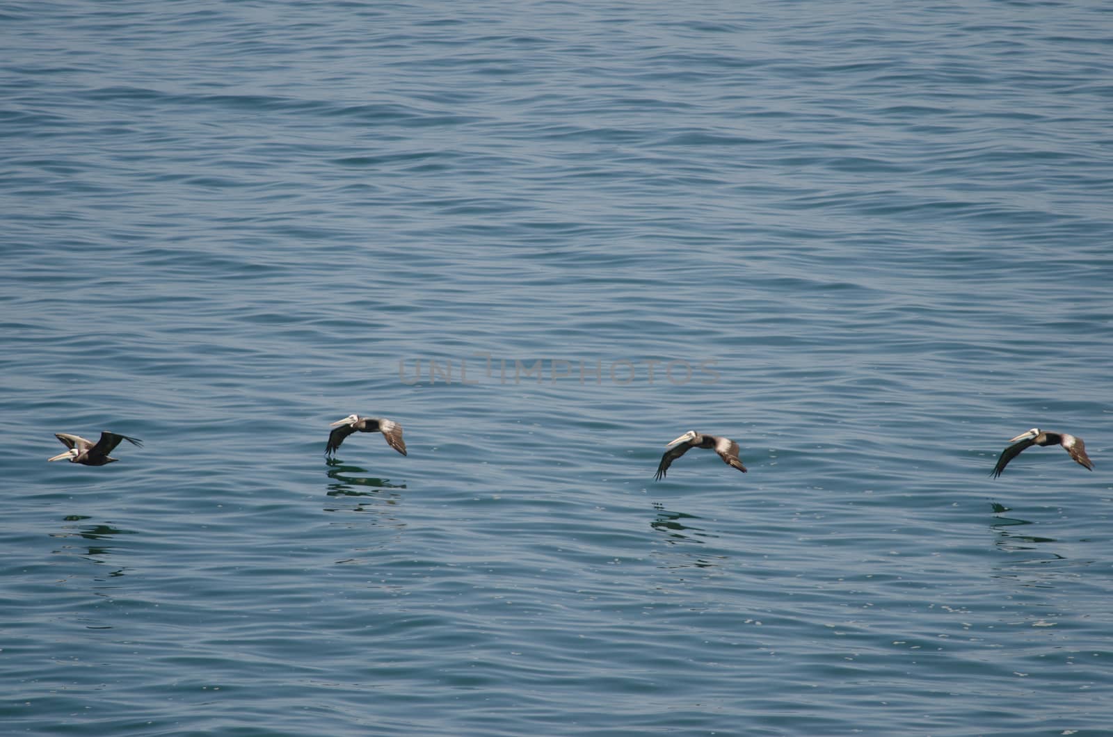 Peruvian pelicans Pelecanus thagus in flight. Las Cuevas. Arica. Arica y Parinacota Region. Chile.