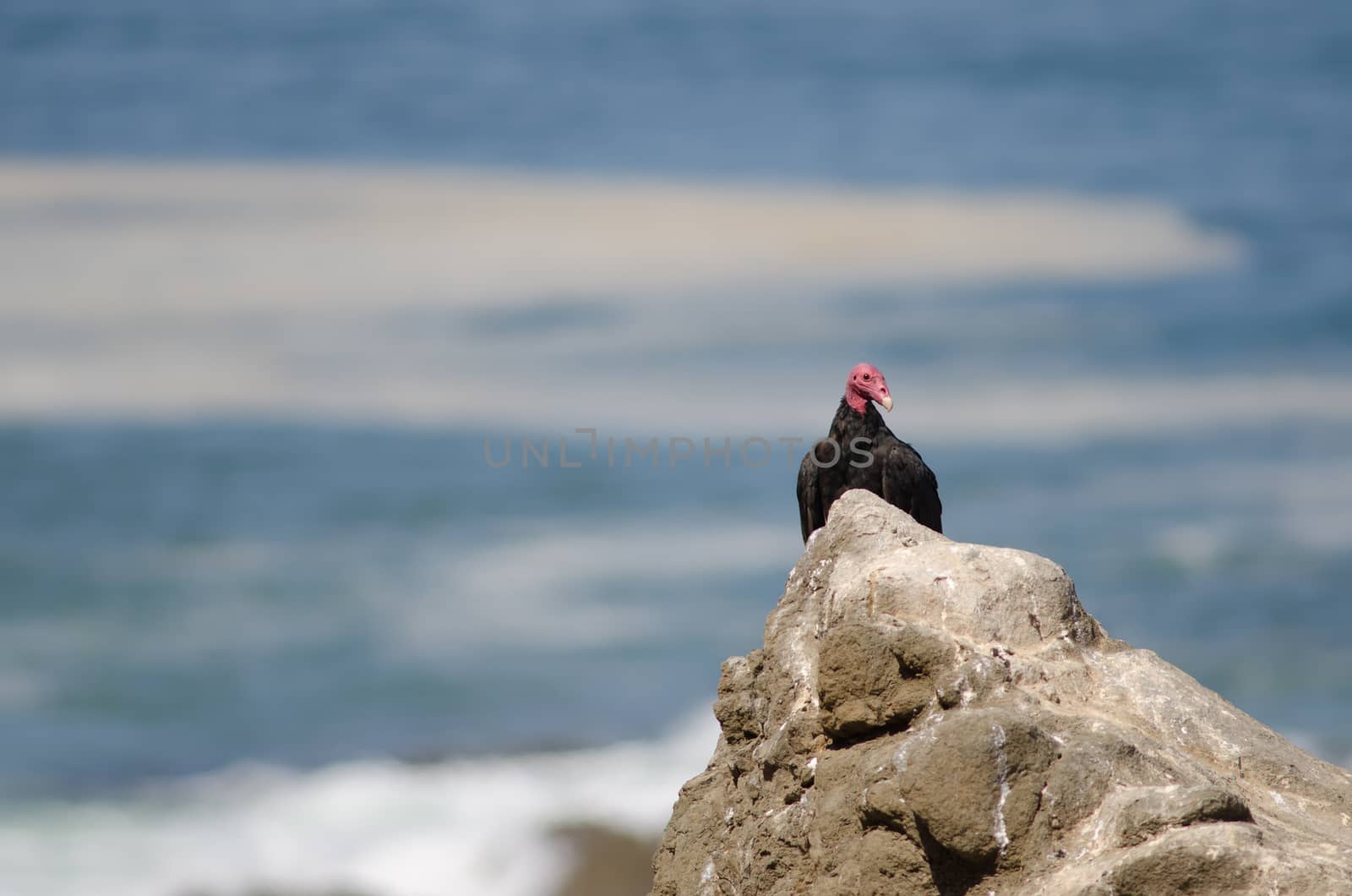 Turkey vulture Cathartes aura on a rock. Las Cuevas. Arica. Arica y Parinacota Region. Chile.