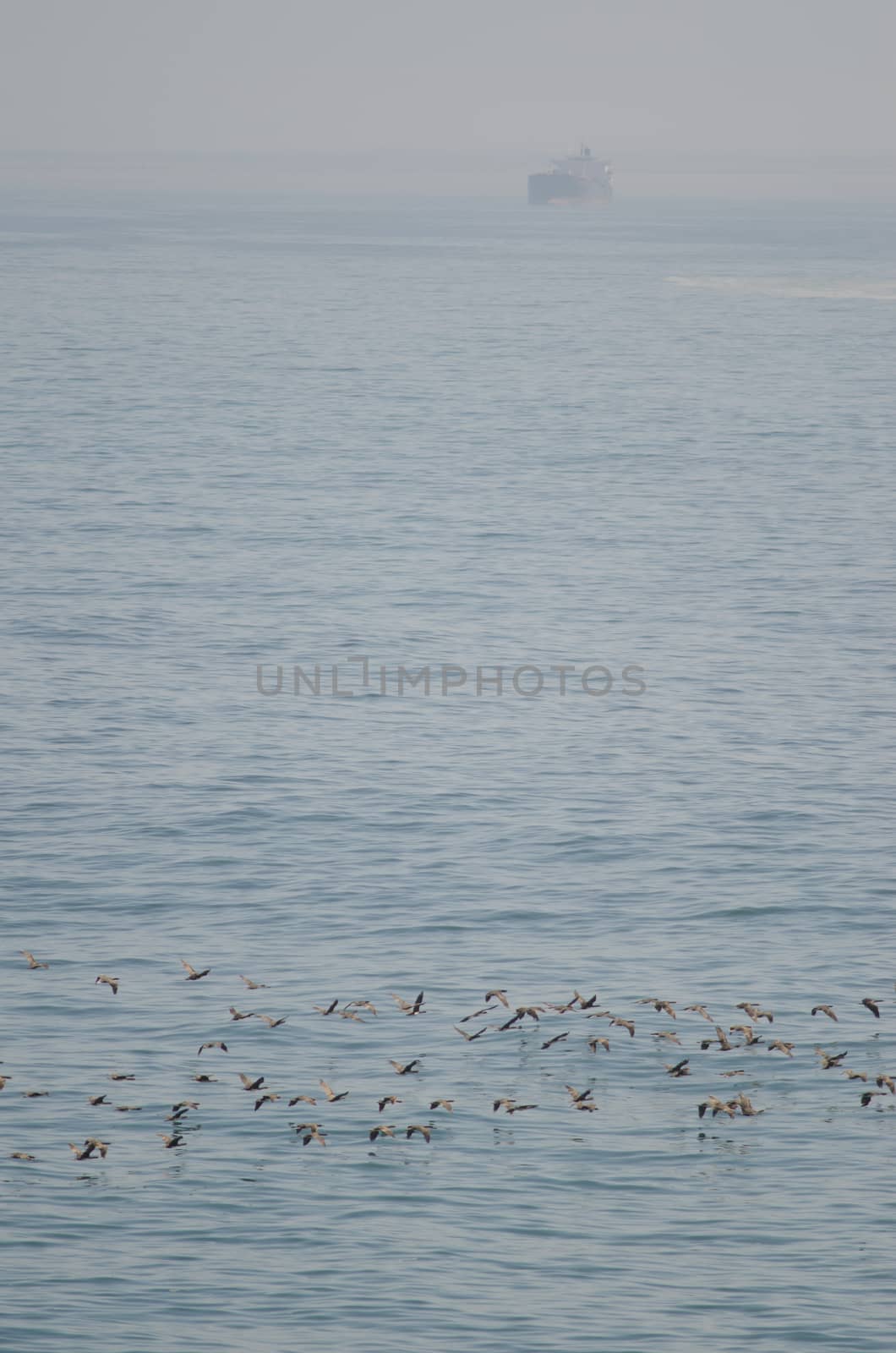 Guanay cormorants Leucocarbo bougainvillii in flight and ship in the background. Las Cuevas. Arica. Arica y Parinacota Region. Chile.