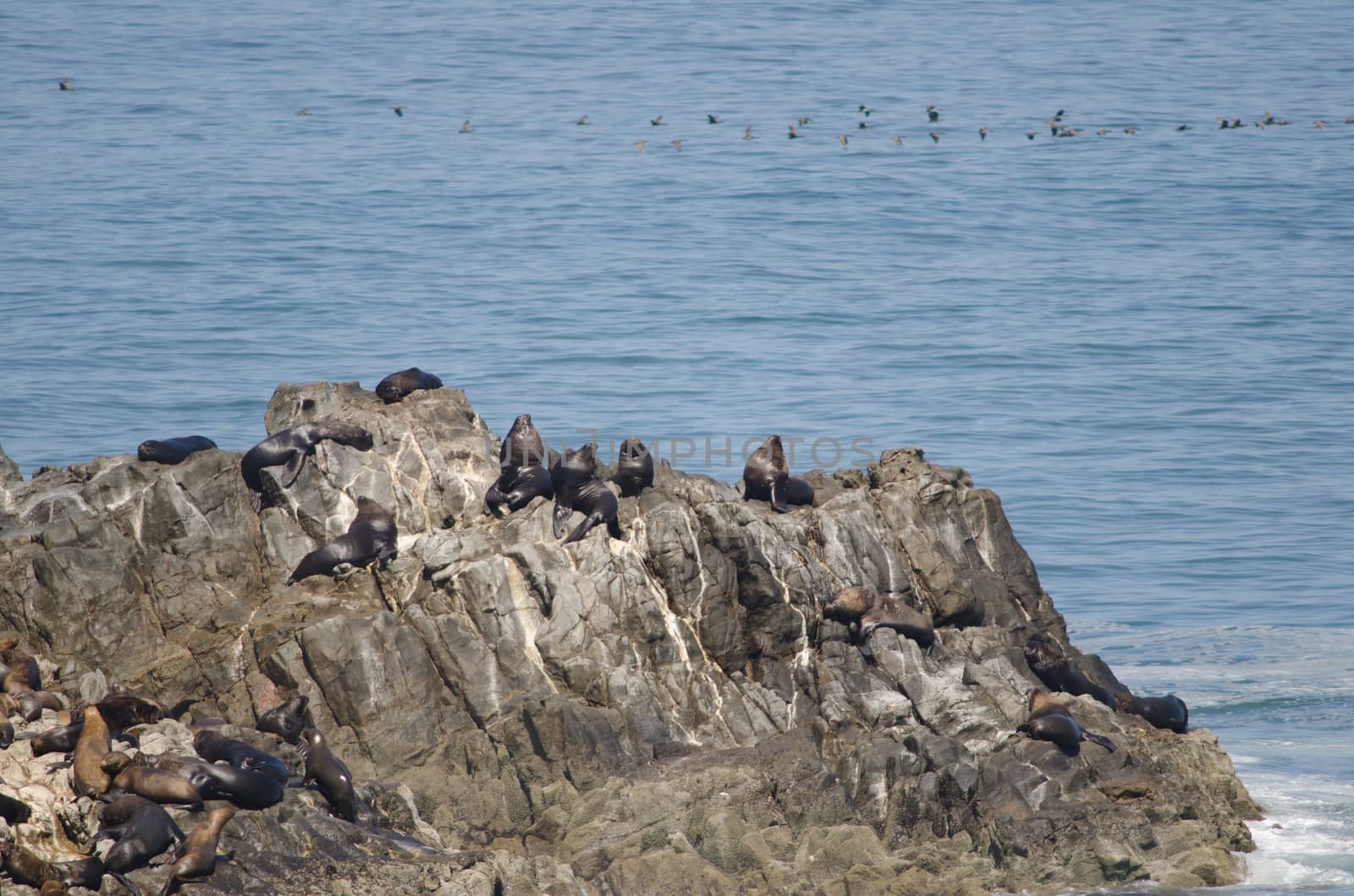 South American sea lions and guanay cormorants in the background. by VictorSuarez