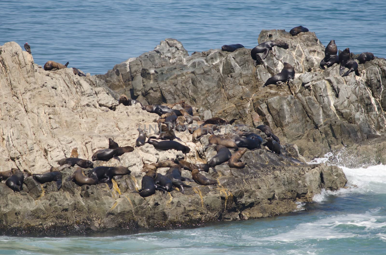 South American sea lions on a rocky cliff. by VictorSuarez