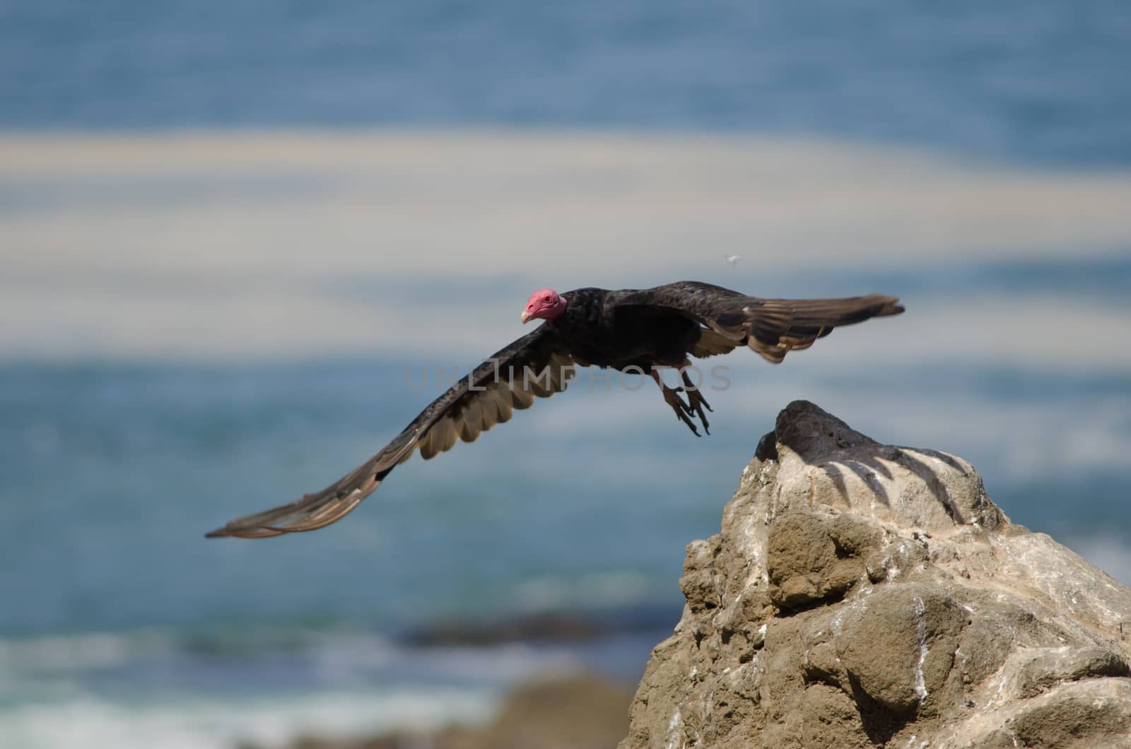 Turkey vulture Cathartes aura taking flight from a rock. by VictorSuarez