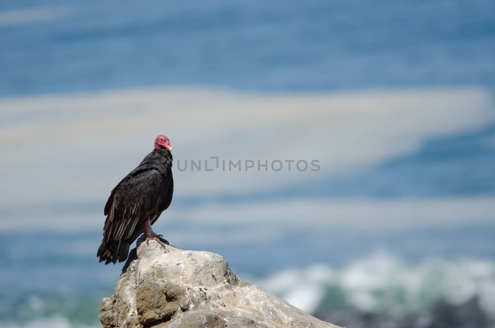 Turkey vulture Cathartes aura on a rock. by VictorSuarez