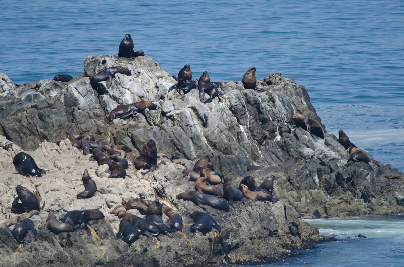 South American sea lions Otaria flavescens on a rocky cliff. Las Cuevas. Arica. Arica y Parinacota Region. Chile.