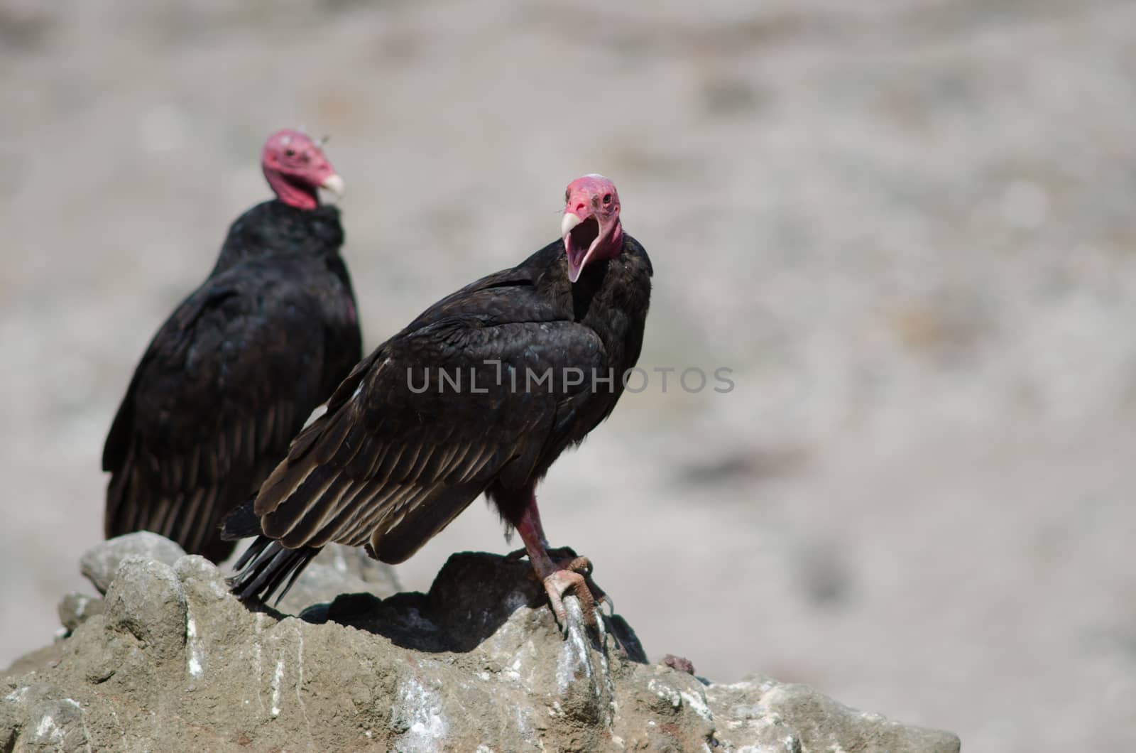 Turkey vulture Cathartes aura on a rock. by VictorSuarez