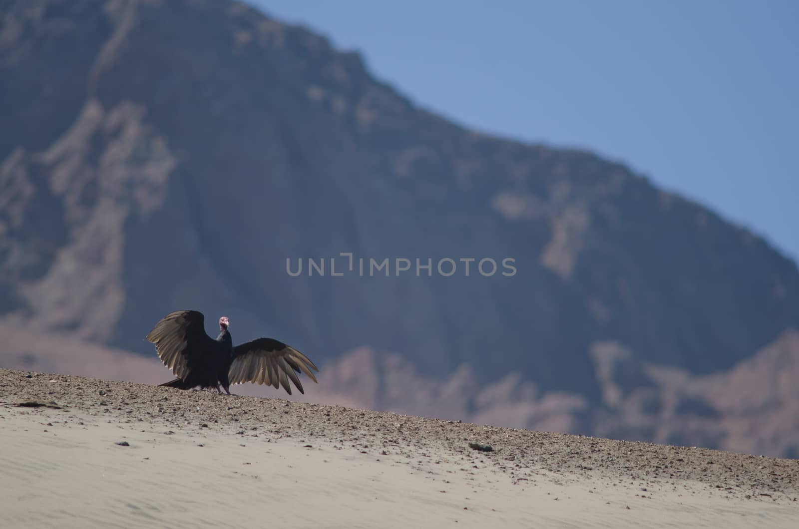 Turkey vulture Cathartes aura stretching its wings. by VictorSuarez