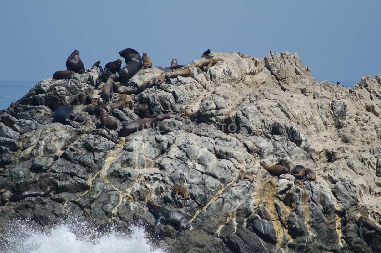 South American sea lions Otaria flavescens on a rocky cliff. Las Cuevas. Arica. Arica y Parinacota Region. Chile.
