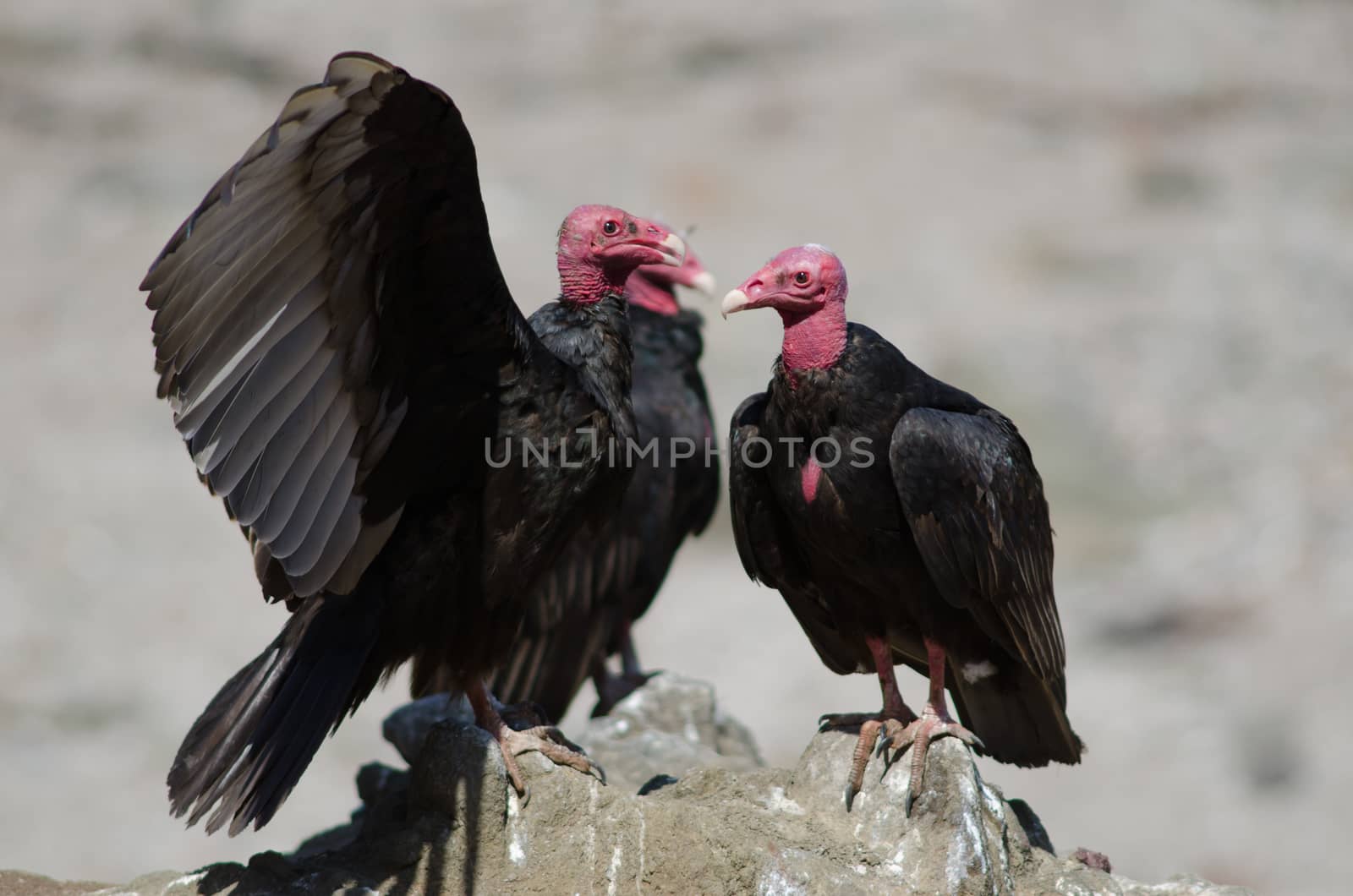 Turkey vultures Cathartes aura on a rock. Las Cuevas. Arica. Arica y Parinacota Region. Chile.