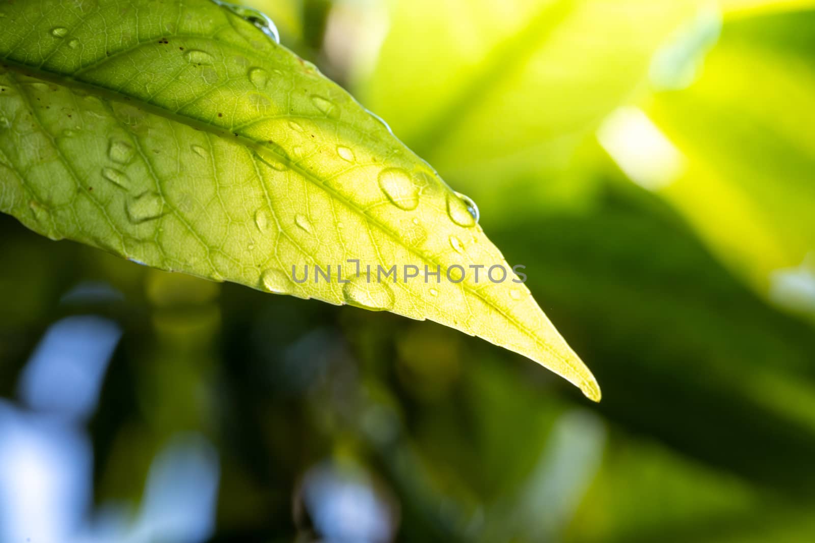 Close Up green leaf under sunlight in the garden. Natural background with copy space.
