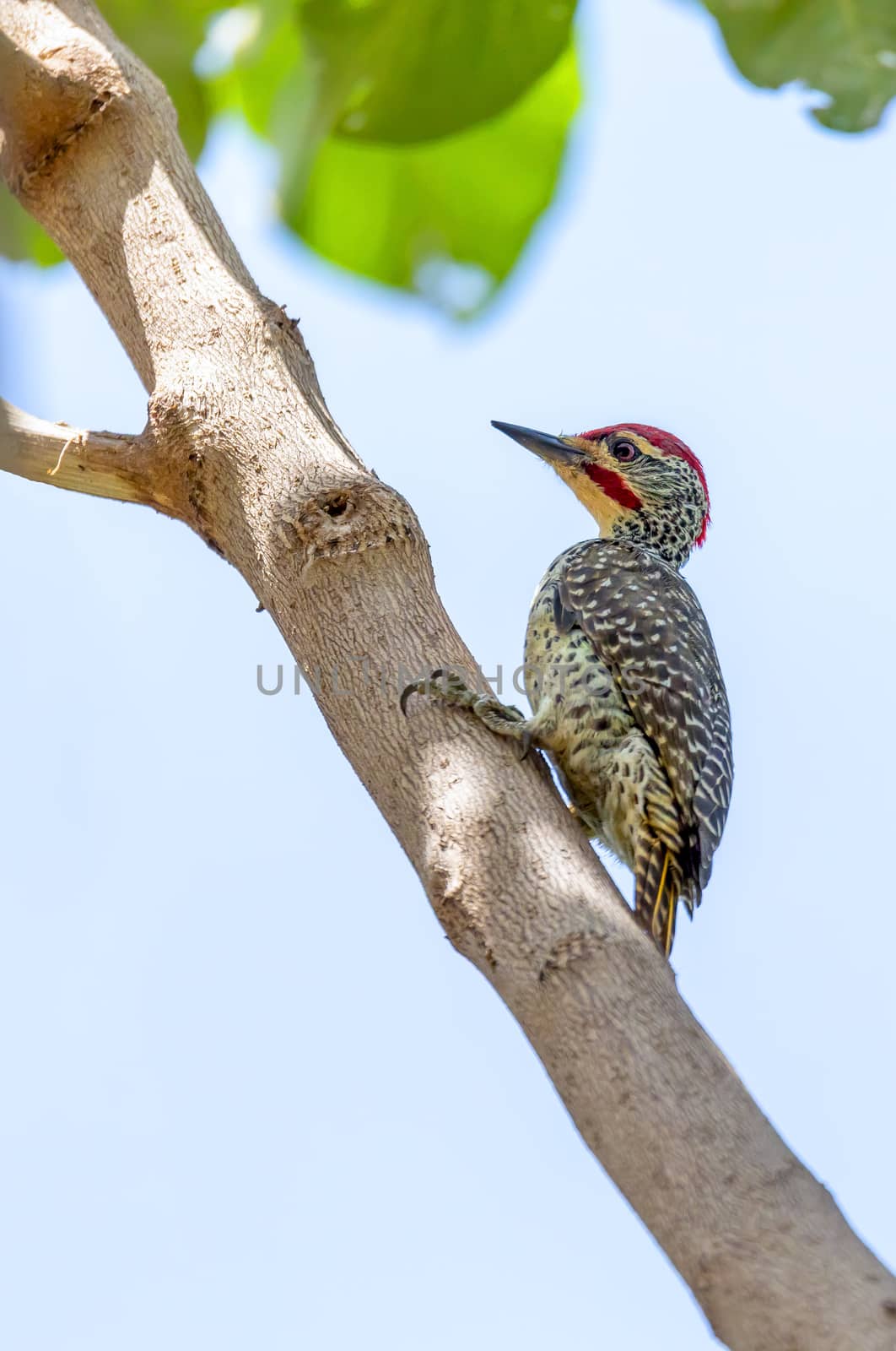 Nubian woodpecker (Campethera nubica) is a species of bird in the family Picidae. Wondo Genet, Ethiopia Africa safari wildlife