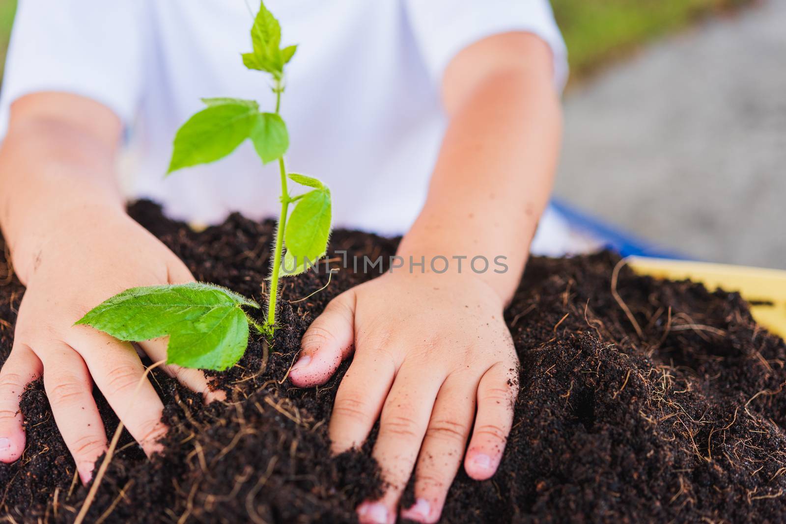 World Environment Day Environment Concept, Hand of Asian cute little cheerful child boy planting young tree on black soil on green garden background