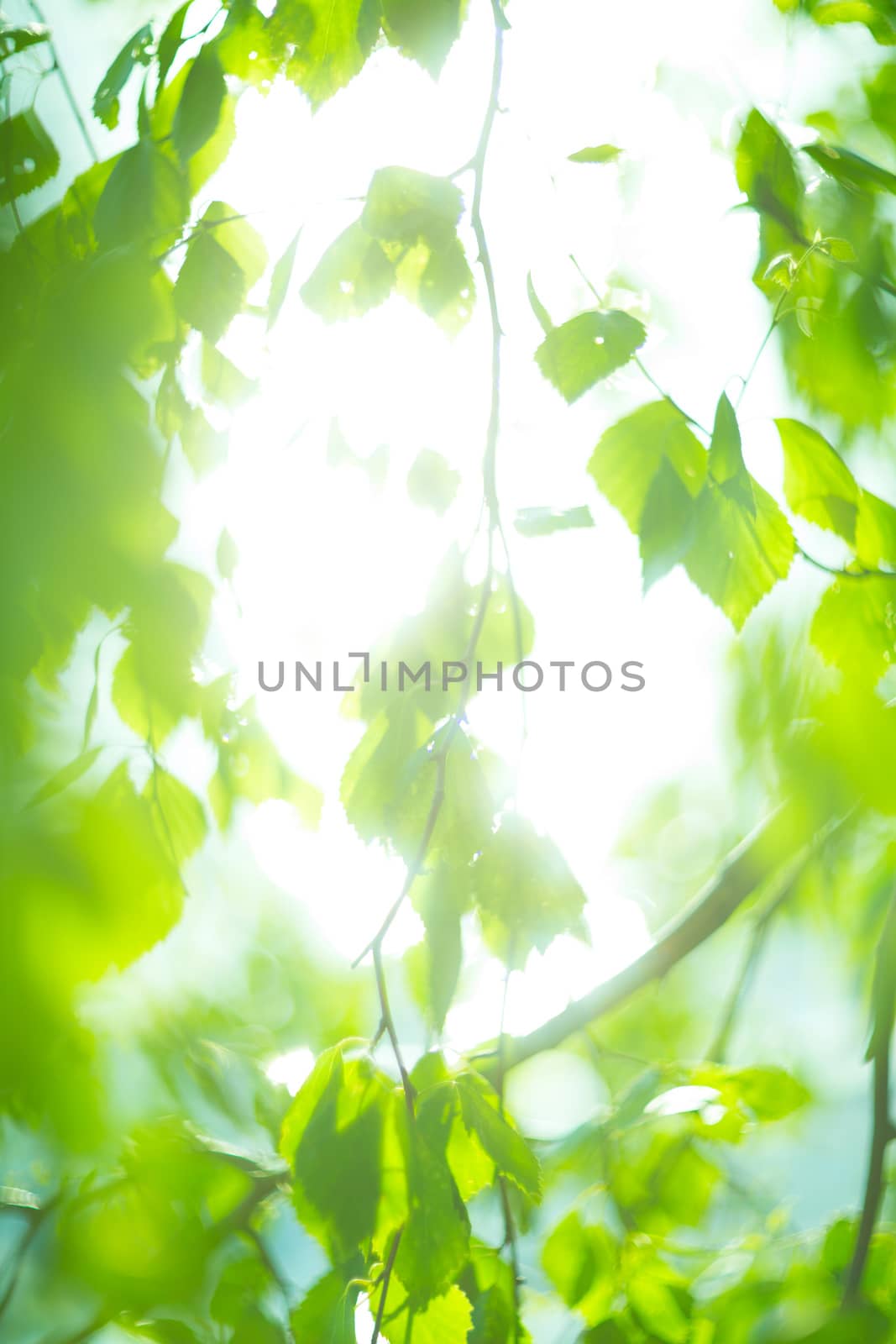 Green birch leaves natural spring background at sunny day