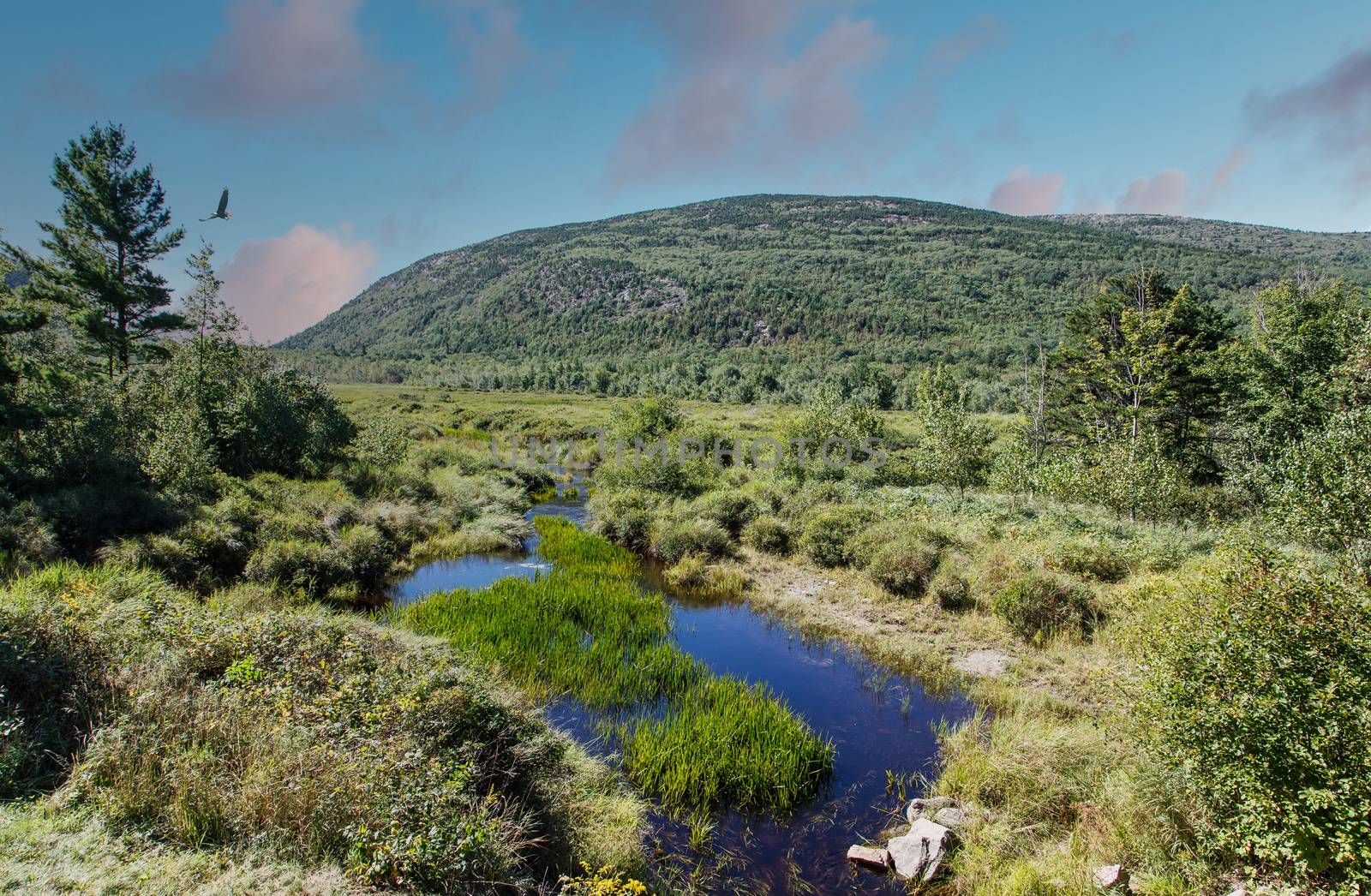 Beaver Pond in Maine Wilderness by dbvirago