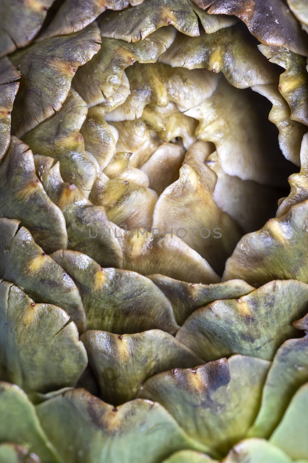 cooked artichoke on a blue plate by bernjuer