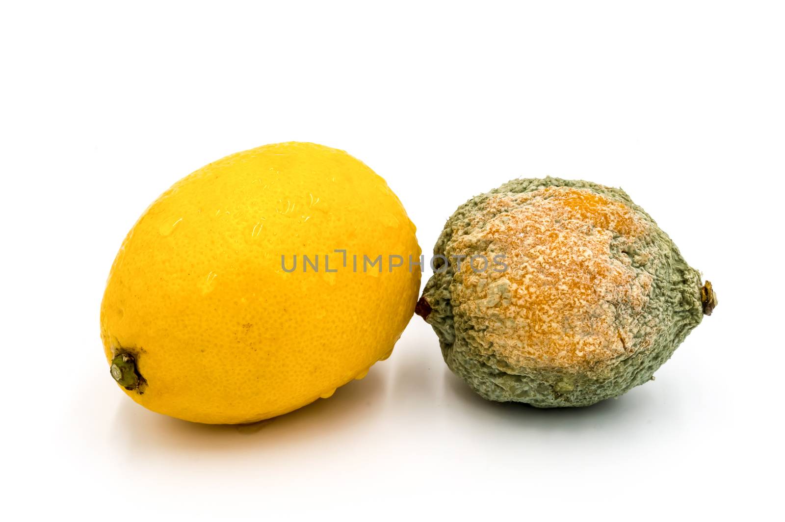 Citrons pourris et frais isolés  by Philou1000