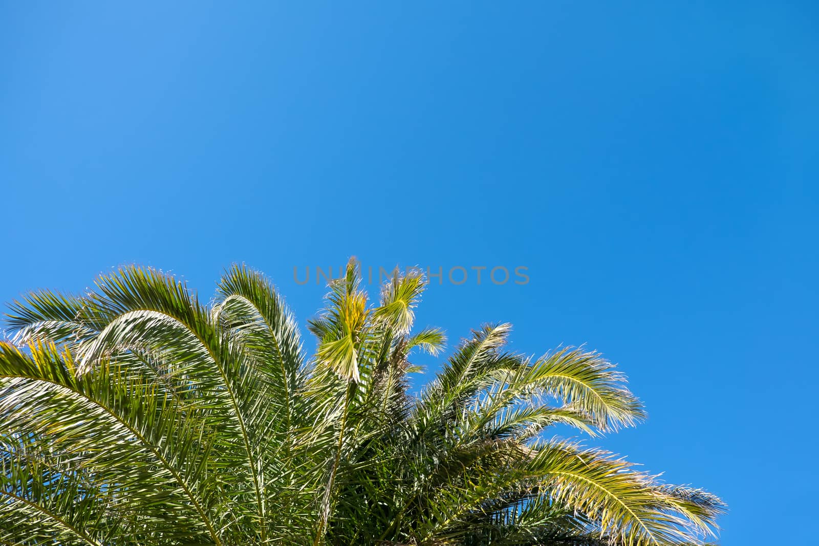 Palm leaves in sunshine on clear cloudless blue sky background, copy space. Concept summertime, vacation, tropics, nature, exotic places. For social media, travel agencies. Bottom view.