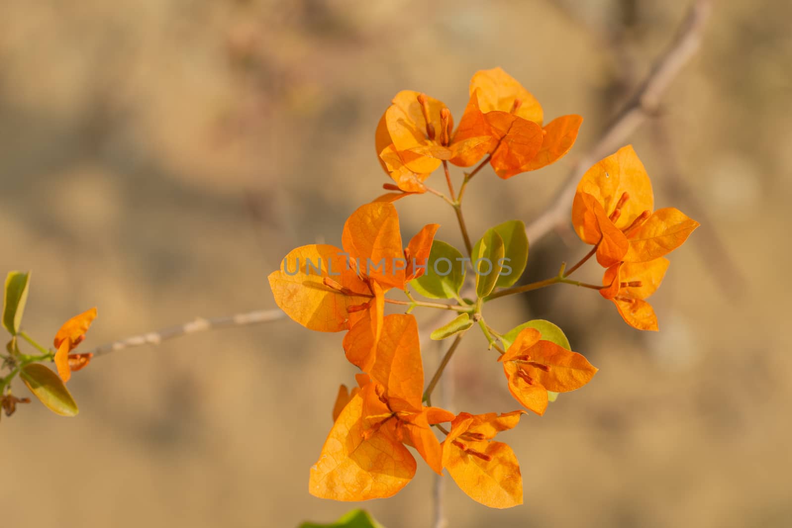 Fresh Orange Bougainvillea flower with blurry background by shaadjutt36