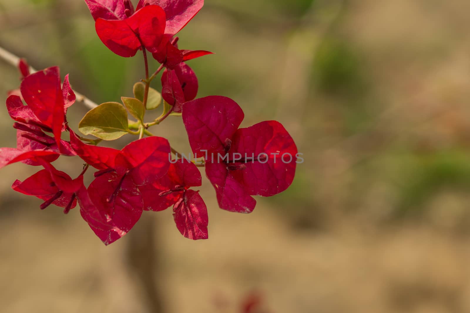 Fresh Red Bougainvillea flower with blurry background by shaadjutt36