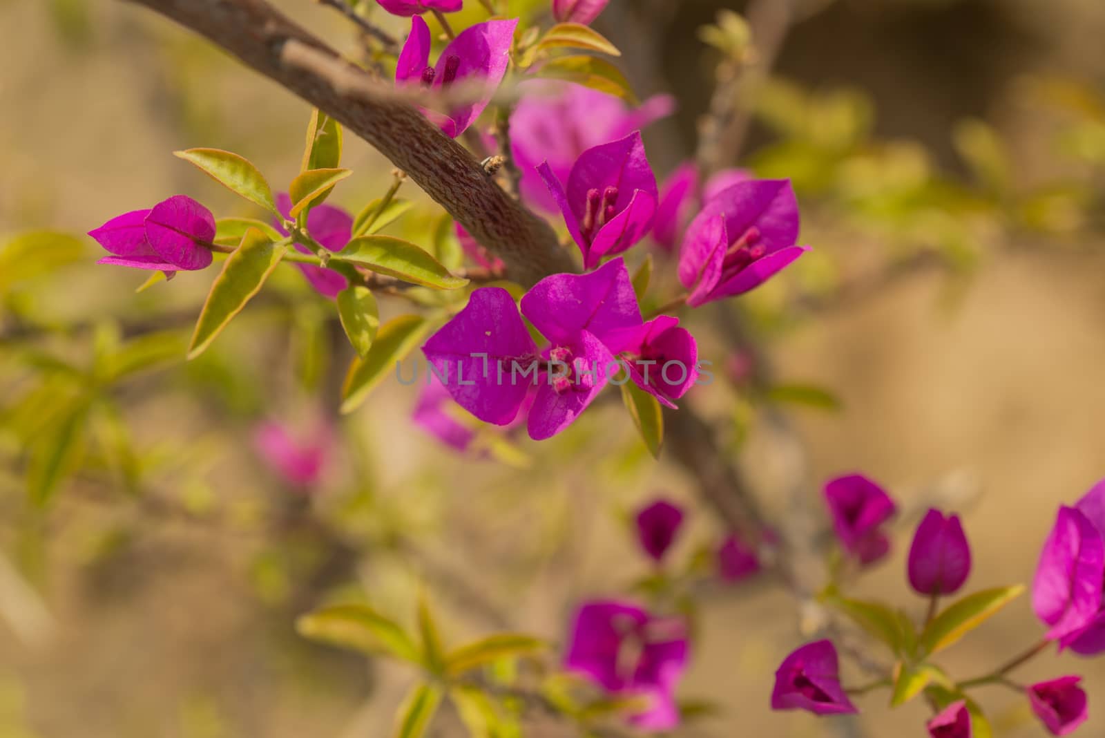 Fresh Pink Bougainvillea flower with blurry background by shaadjutt36