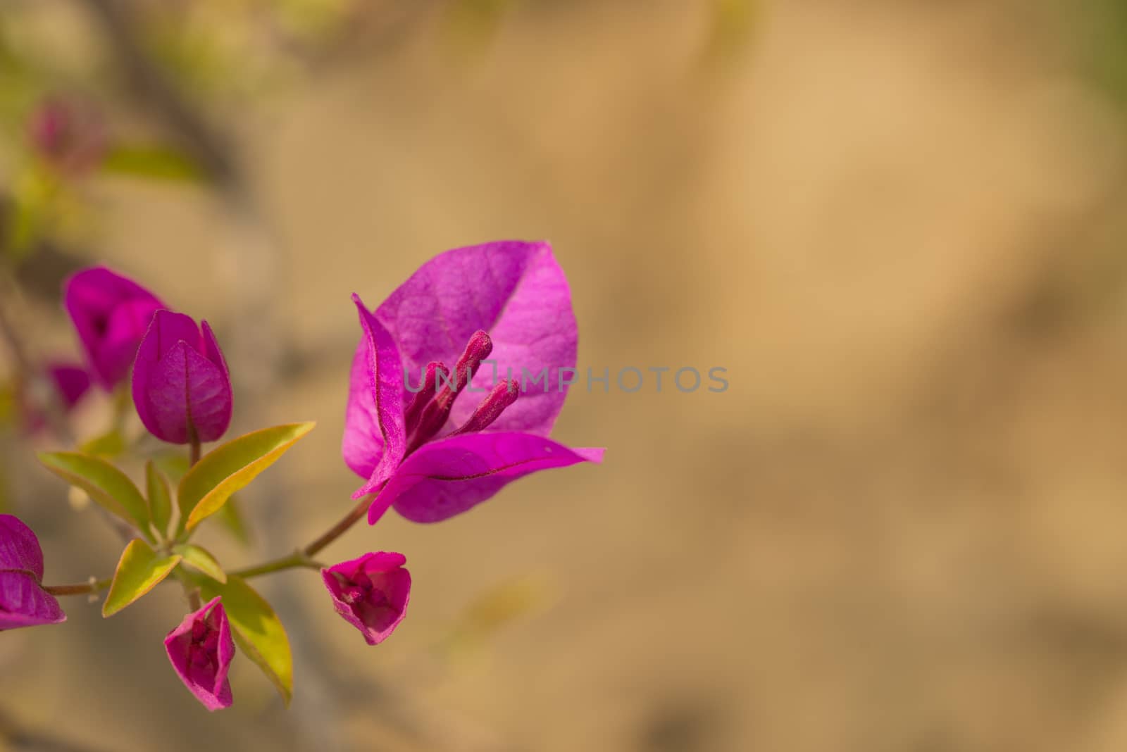 Fresh Pink Bougainvillea flower with blurry background by shaadjutt36