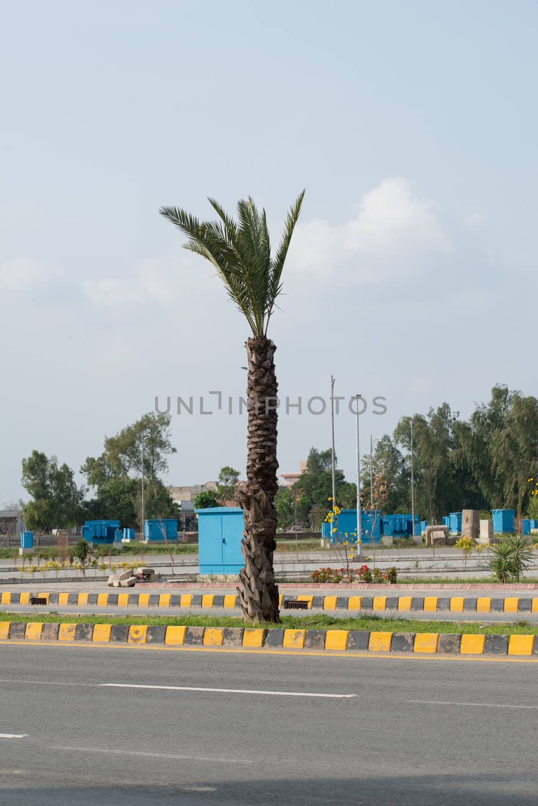 Date tree on the road in dha Lahore, Punjab, Pakistan by shaadjutt36