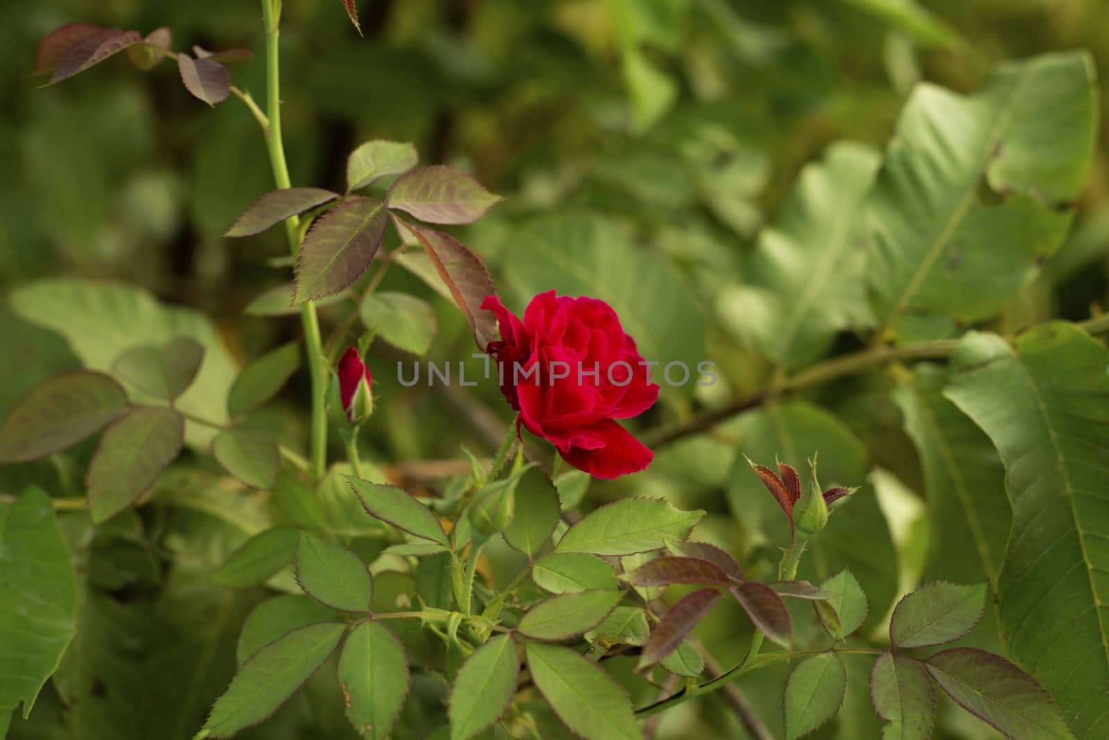 Colorful, beautiful, delicate red rose in the garden, Beautiful red roses garden by shaadjutt36