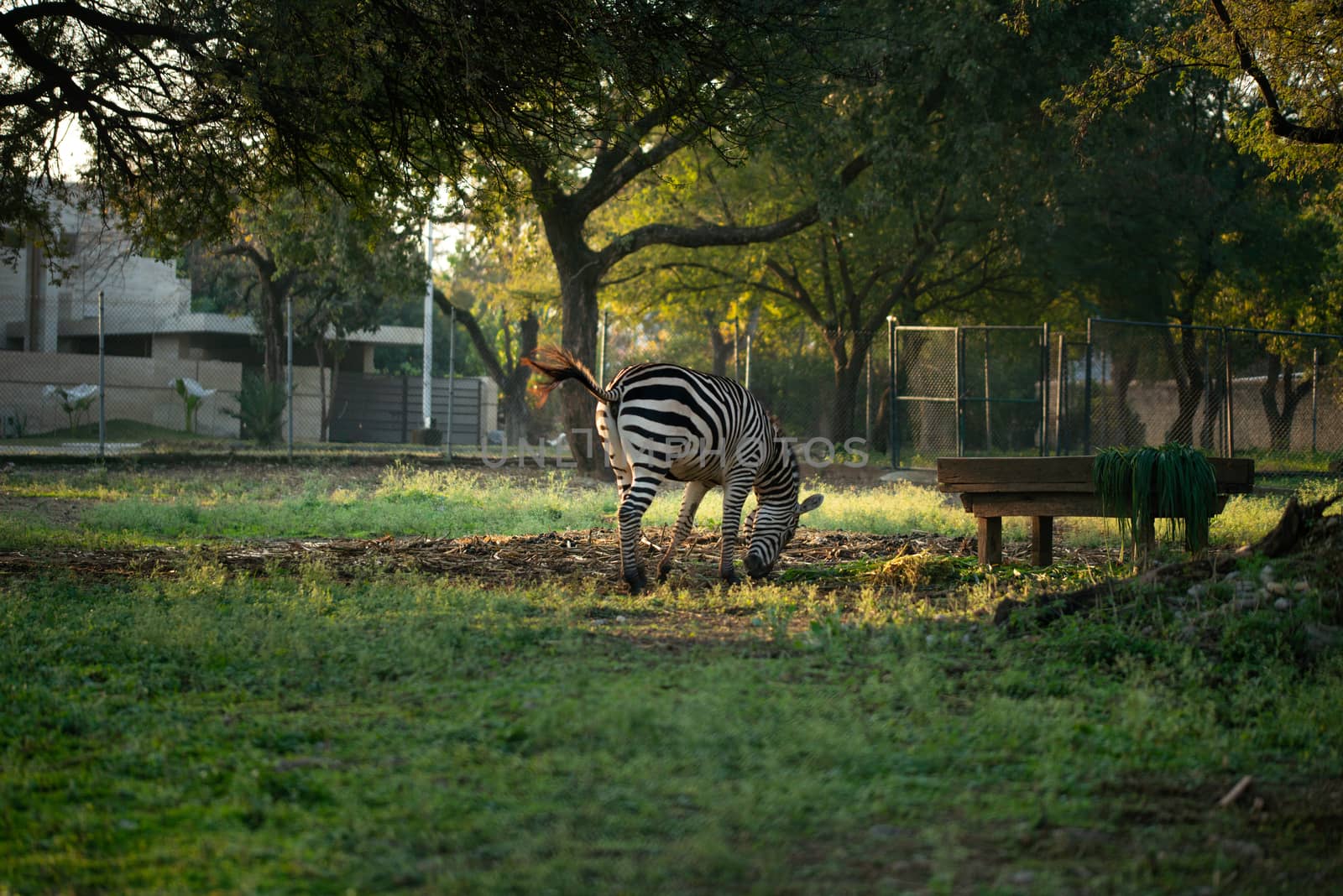 Zebra eating grass in the zoo