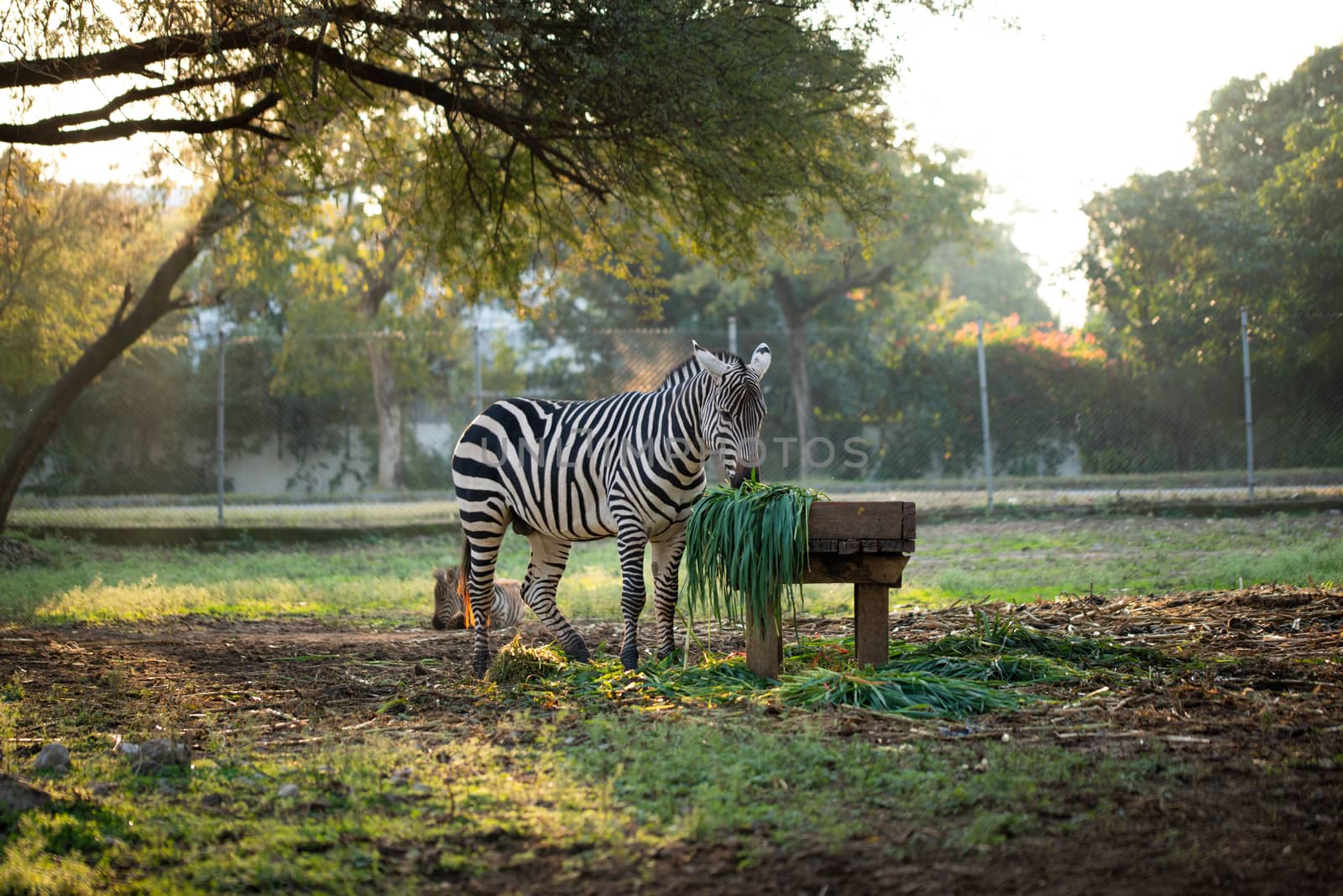 Zebra eating grass in the zoo by shaadjutt36