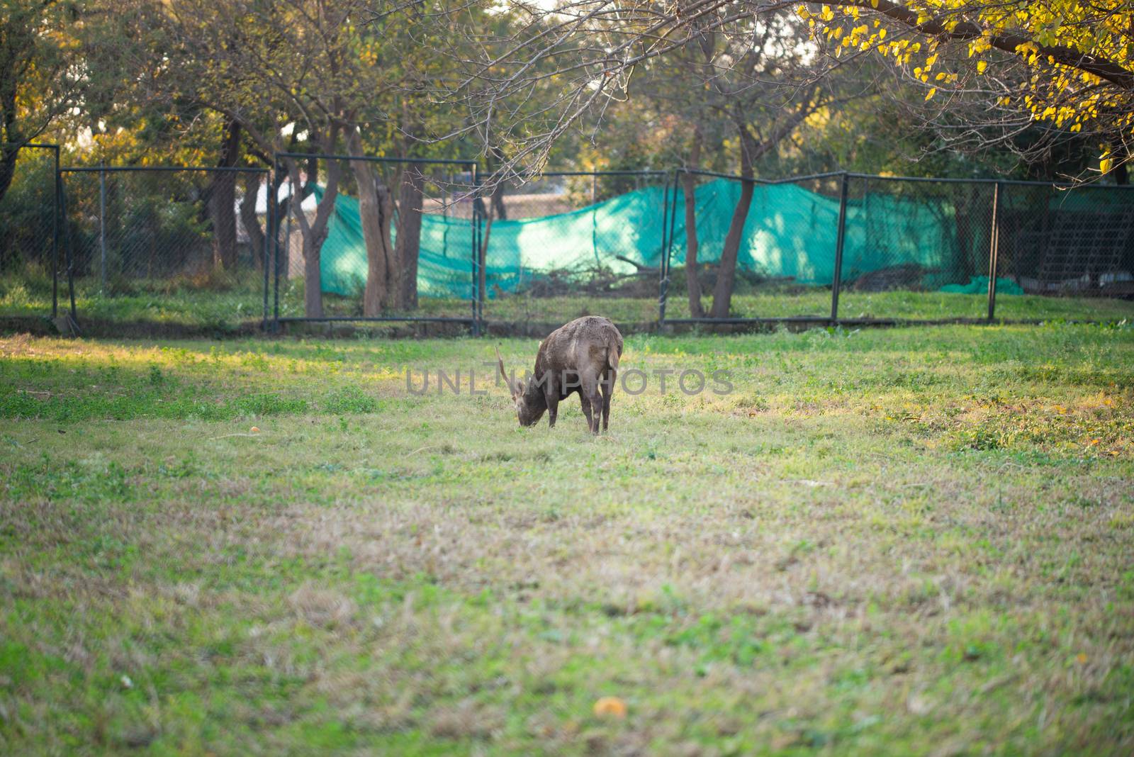 Deer eating grass in the park by shaadjutt36