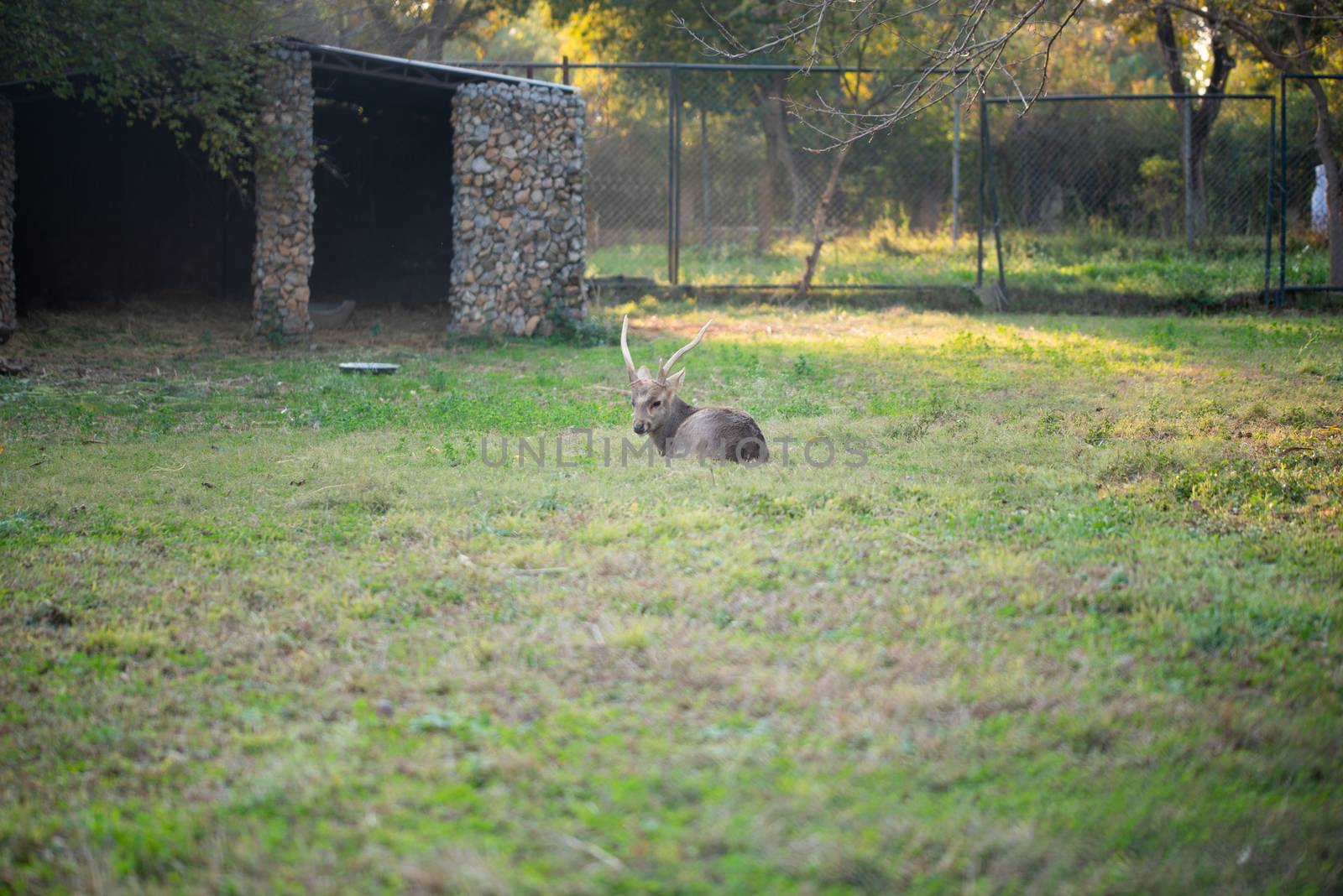 Deer sitting and resting in the park in the zoo