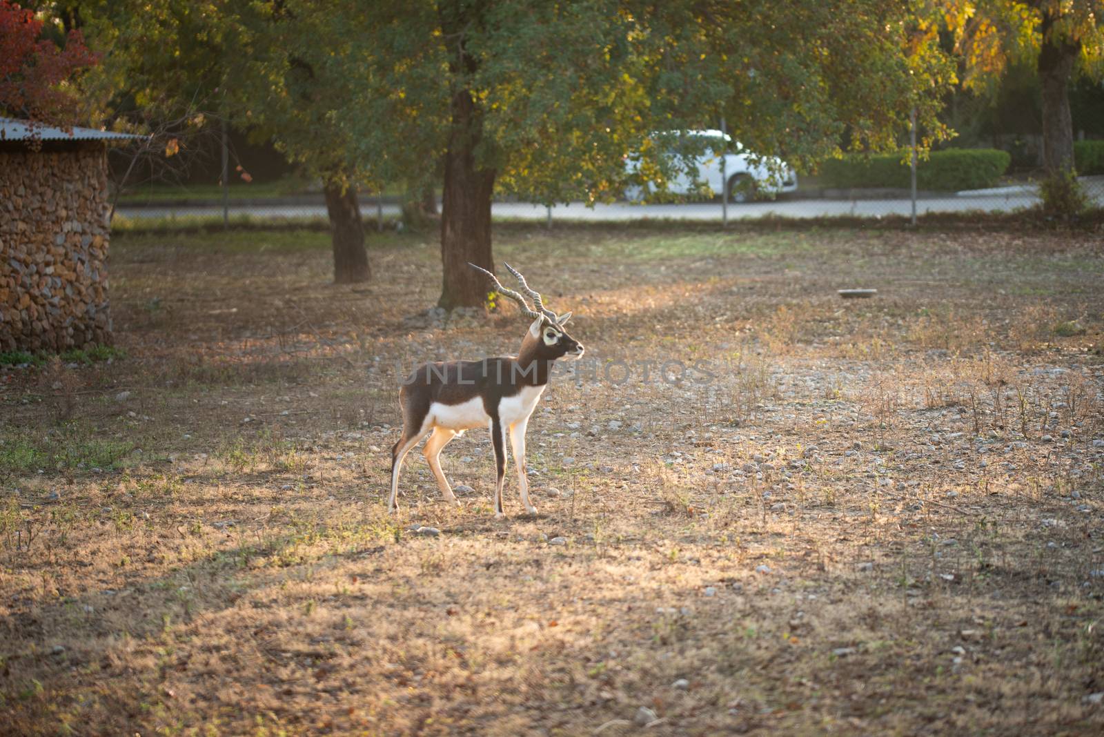 Deer walking in zoo park. by shaadjutt36