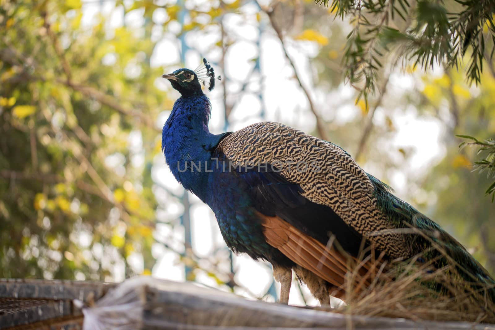 Portrait of beautiful peacock with feathers, Peacock - peafowl posing for tourists Islamabad Zoo