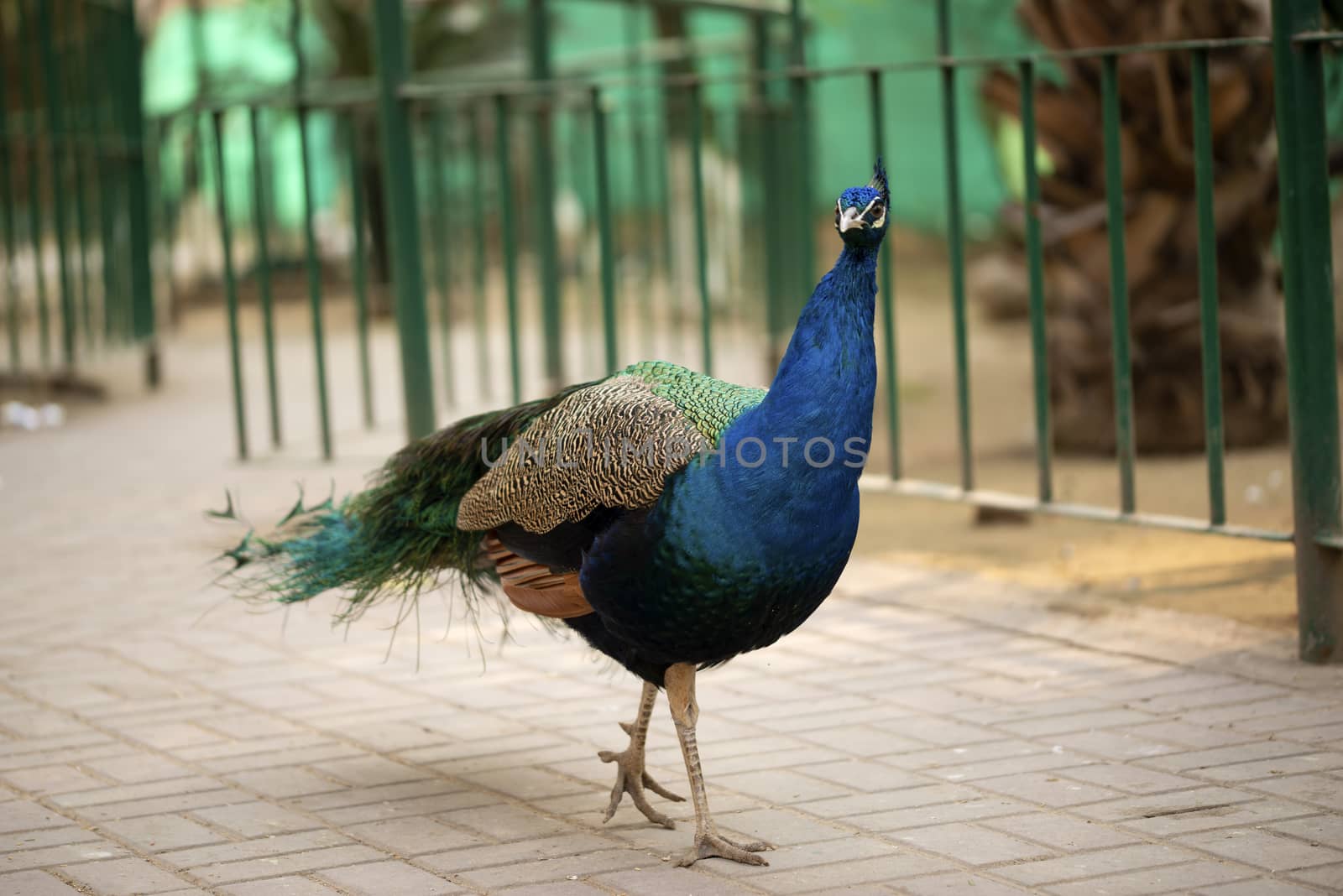 Portrait of beautiful peacock with feathers, Peacock - peafowl posing for tourists Islamabad Zoo by shaadjutt36