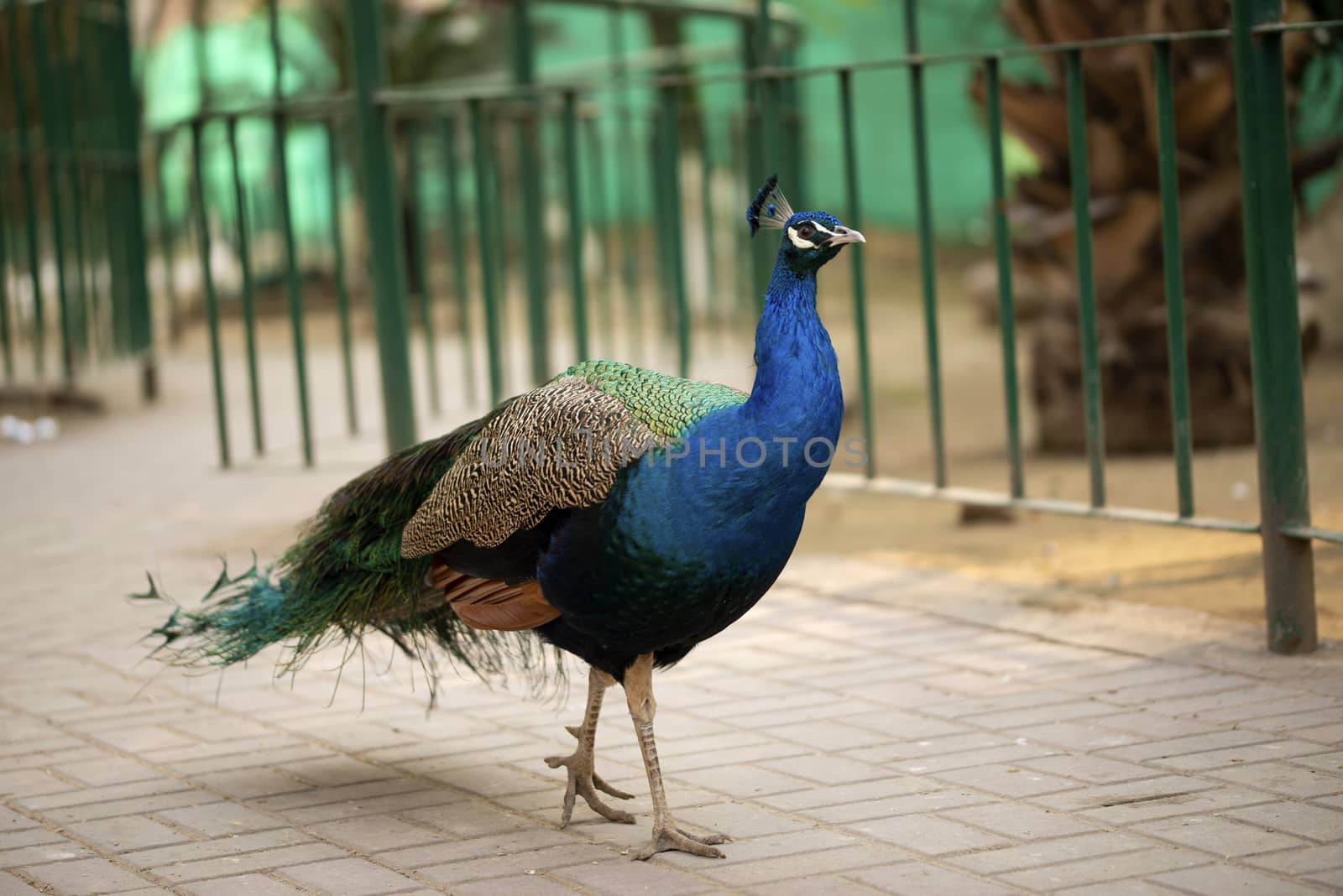 Portrait of beautiful peacock with feathers, Peacock - peafowl posing for tourists Islamabad Zoo by shaadjutt36