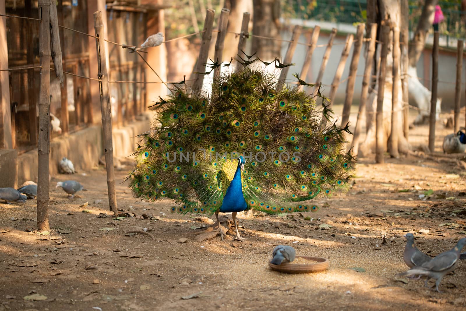 Beautiful peacock. Peacock showing its tail, Peacock with spread wings in profile. by shaadjutt36