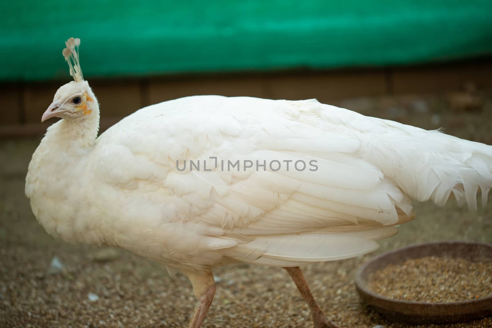 Beautiful White peacock walking and posing for tourists. by shaadjutt36